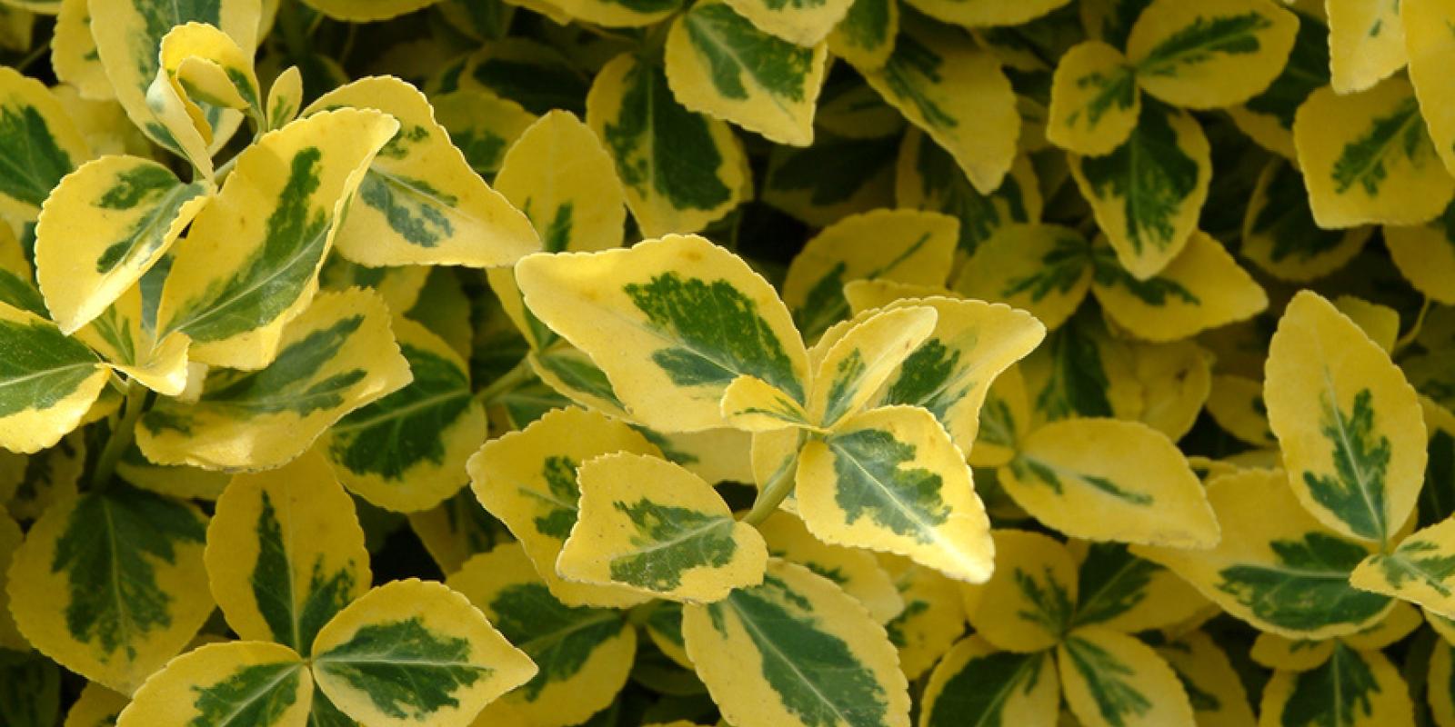 Plante : EUFOEMGO