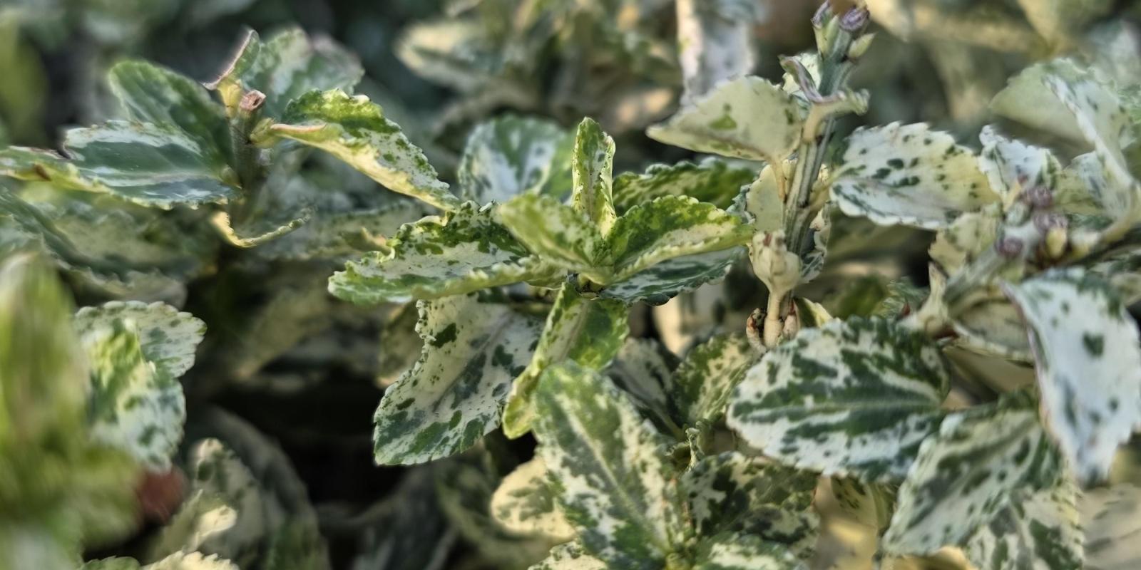 Plante : EUFOHA