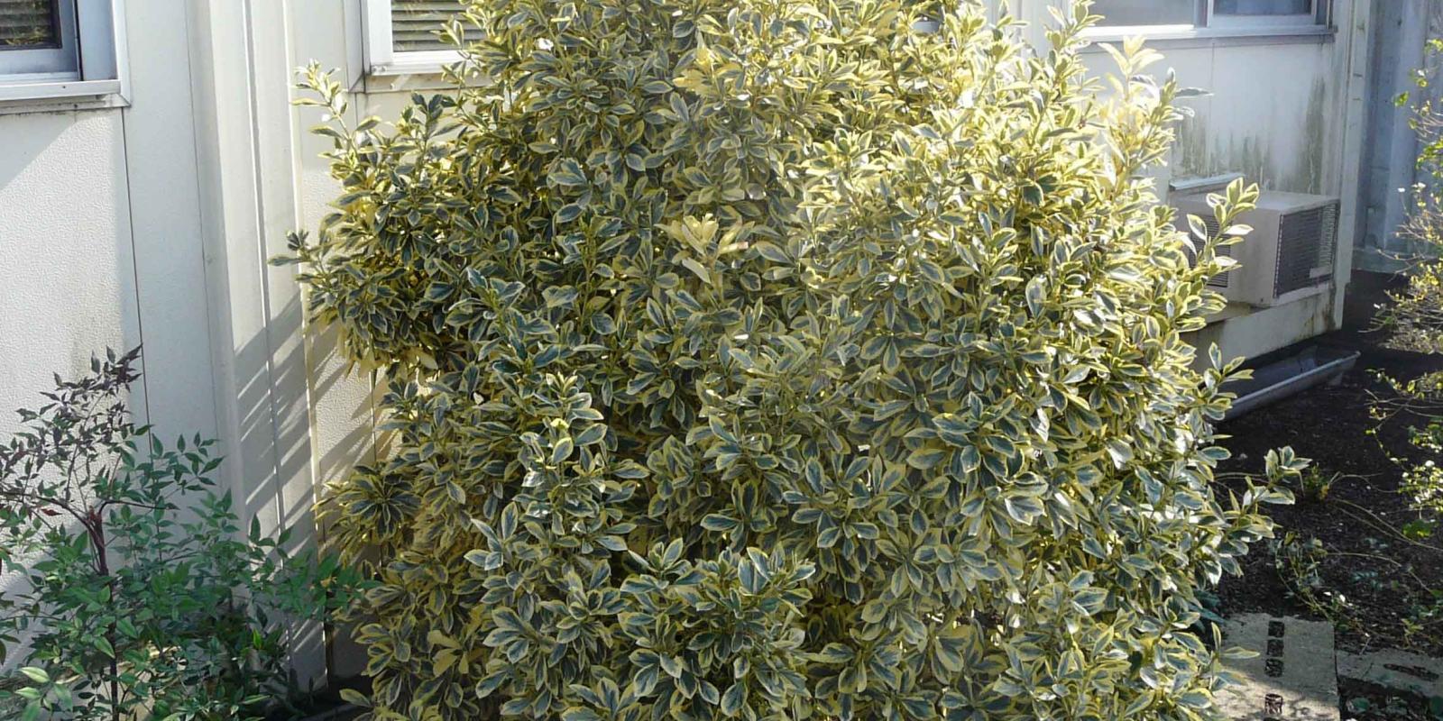 Plante : EUJABR