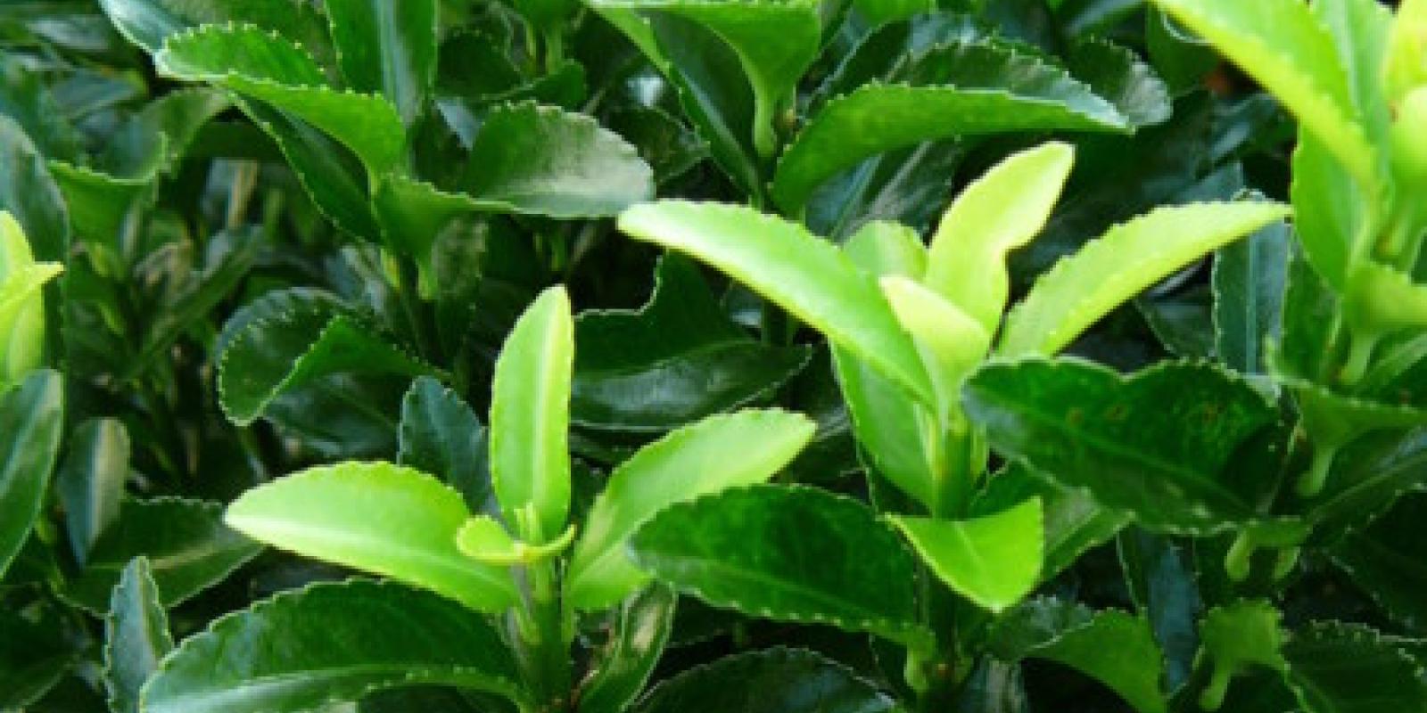 Plante : EUJAGRSP