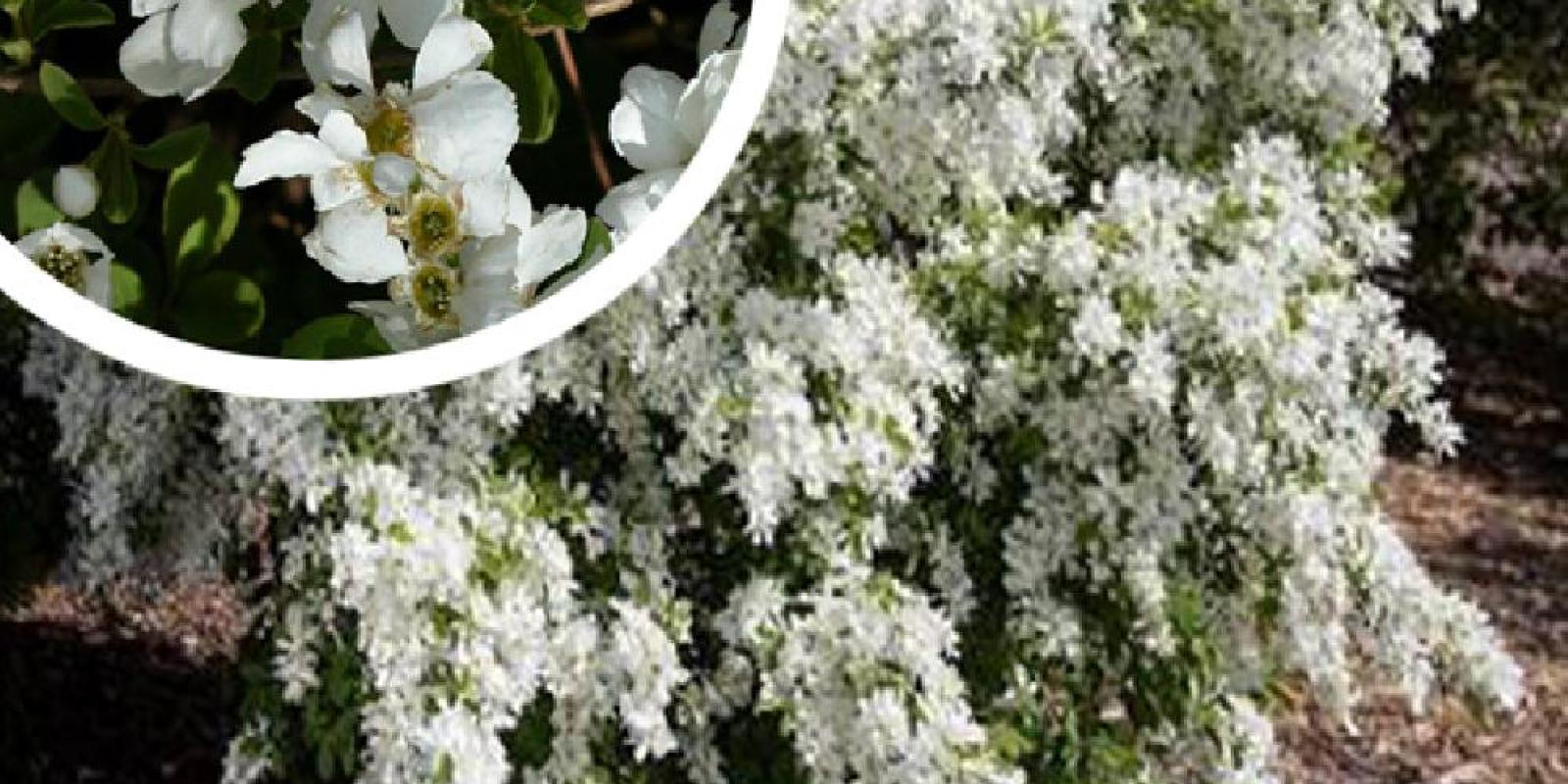 Plante : EXRANI