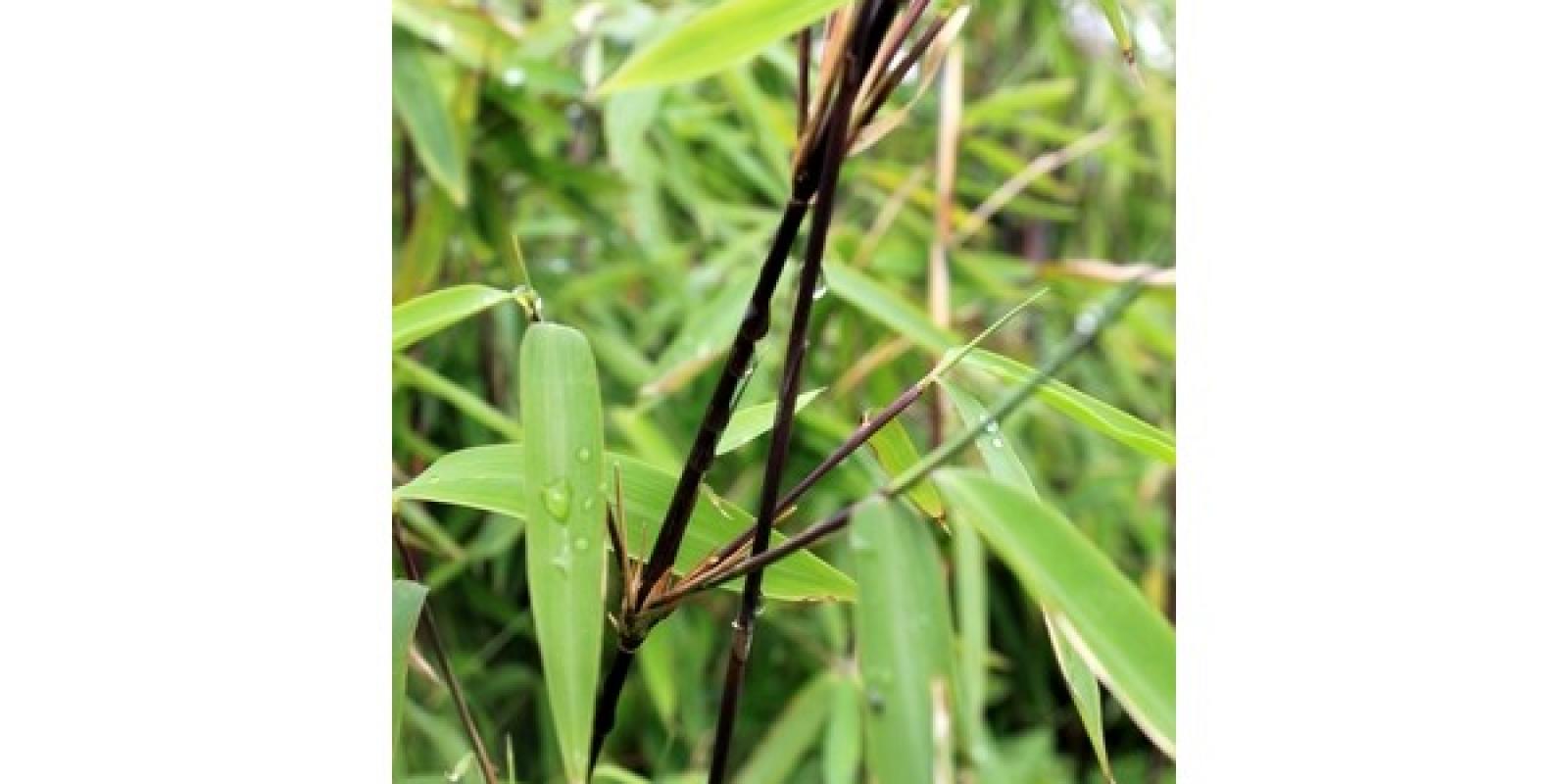 Plante : FANIBL