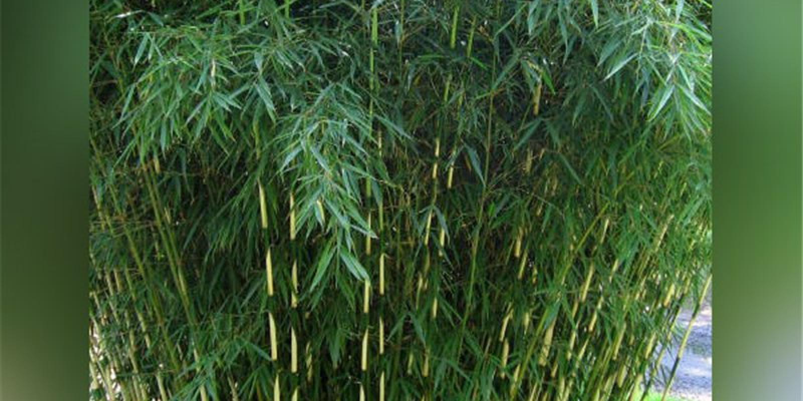 Plante : FAROTA