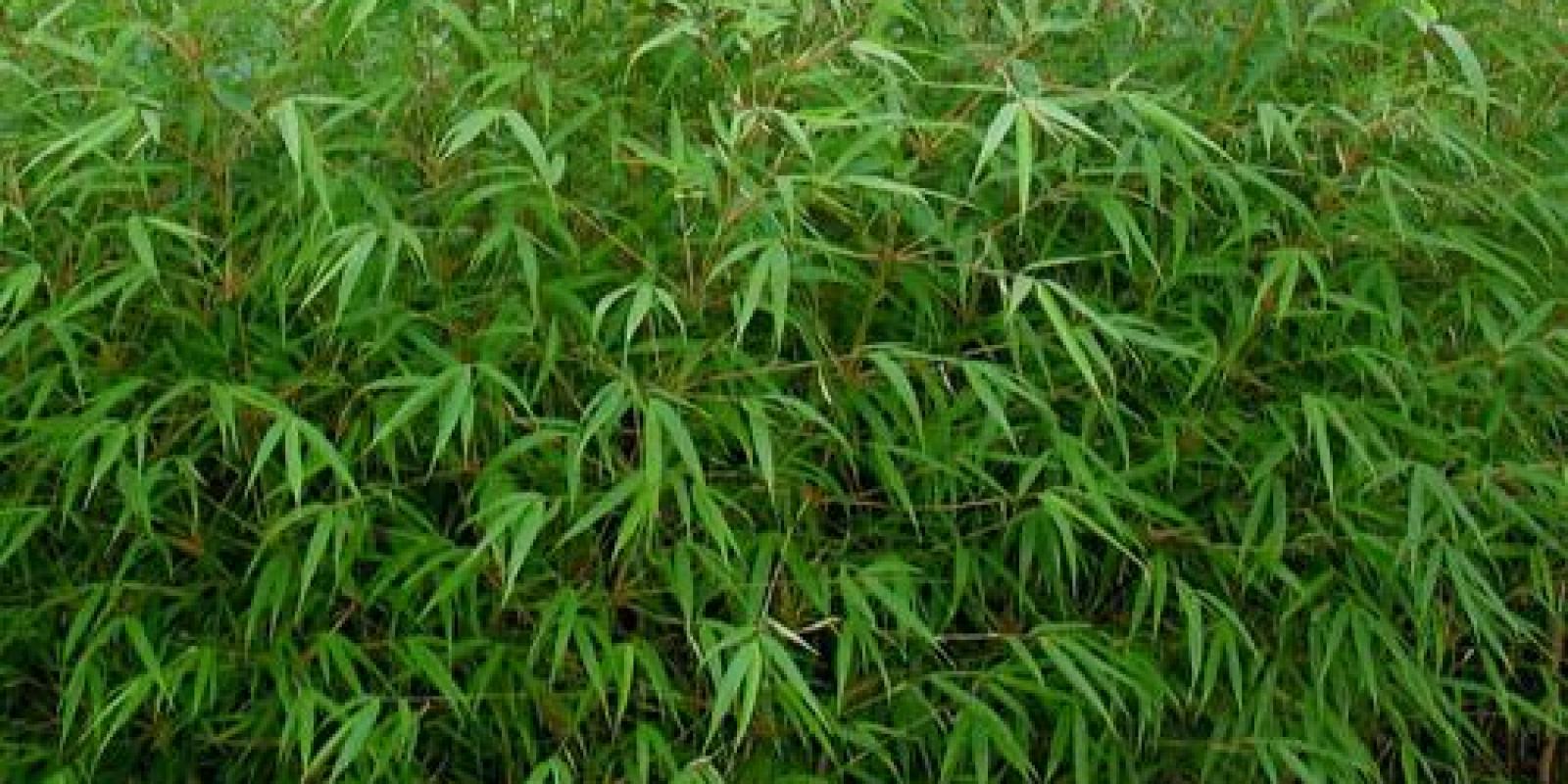 Plante : FARU