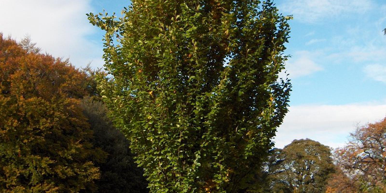 Plante : FASYDA