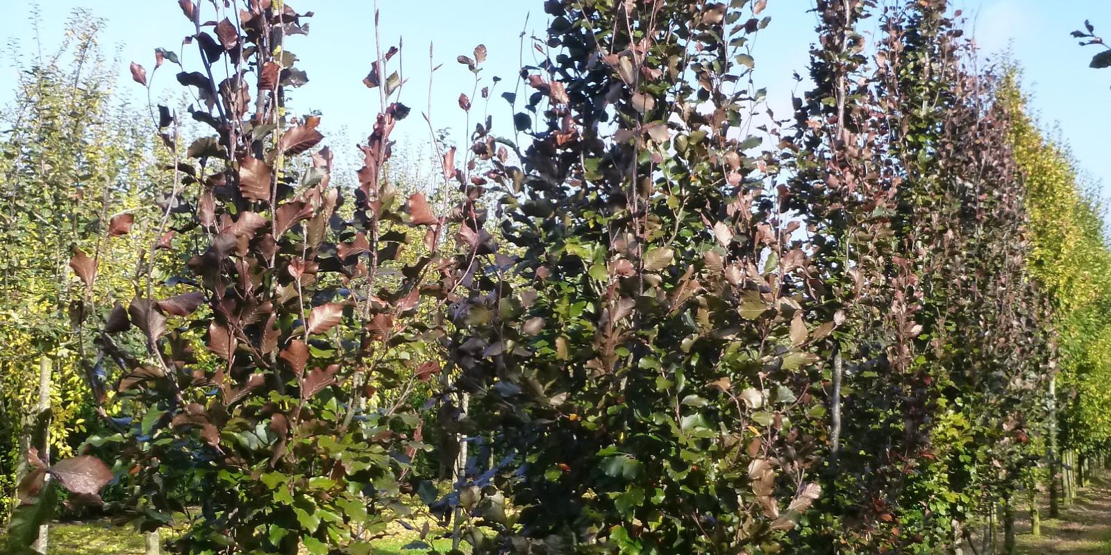 Plante : FASYDAPU