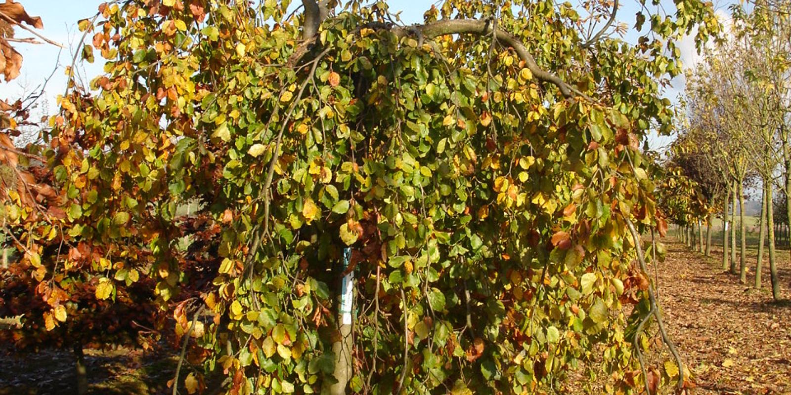 Plante : FASYPE