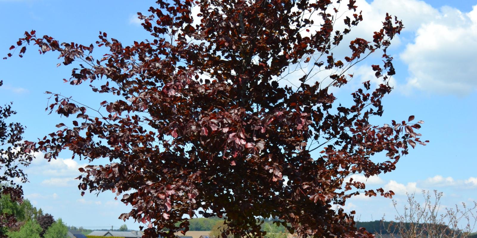 Plante : FASYPU