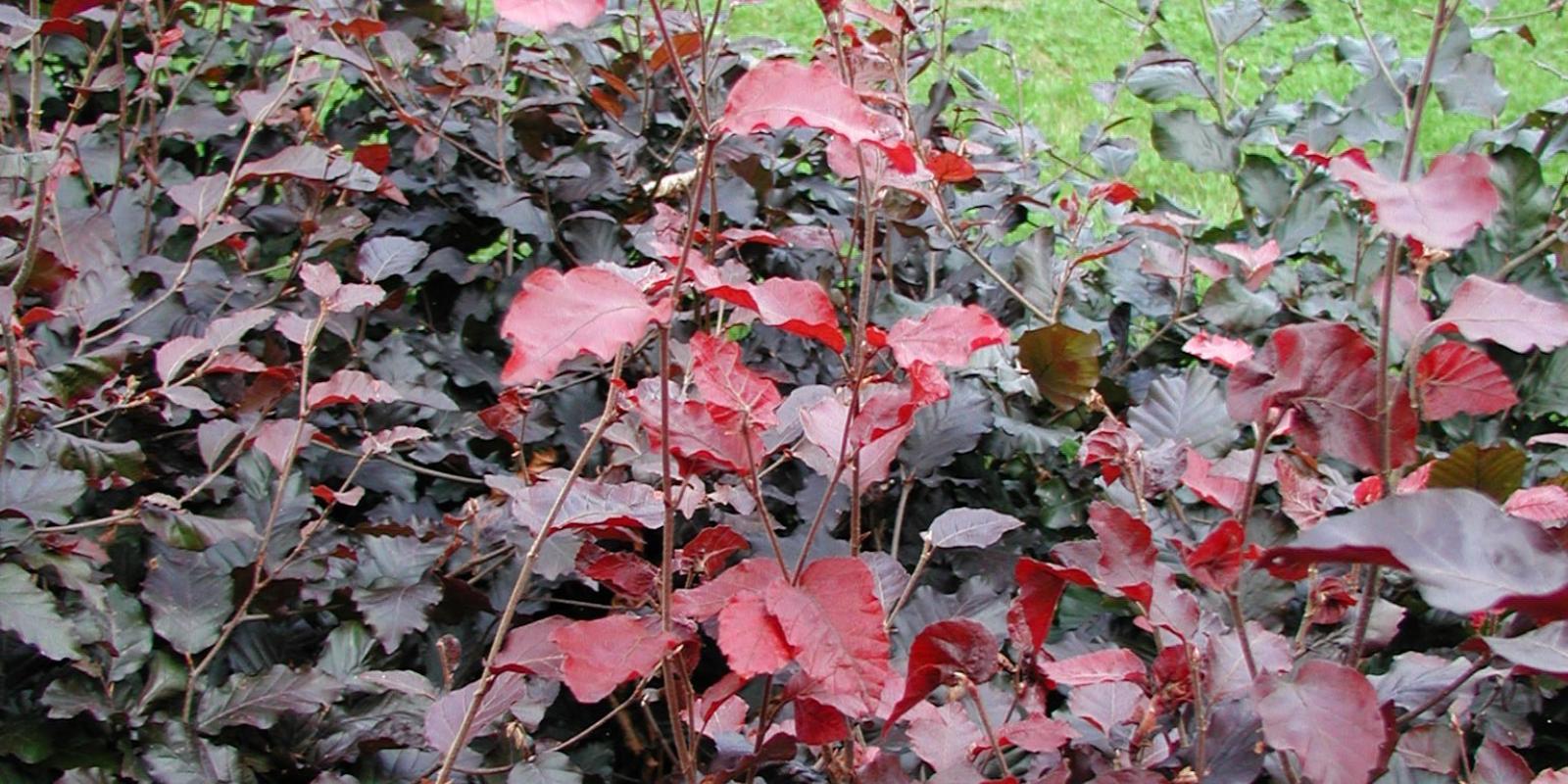 Plante : FASYPUPF