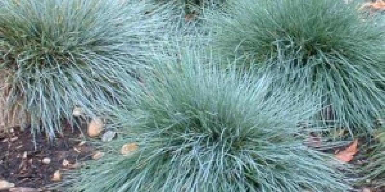 Plante : FEGL