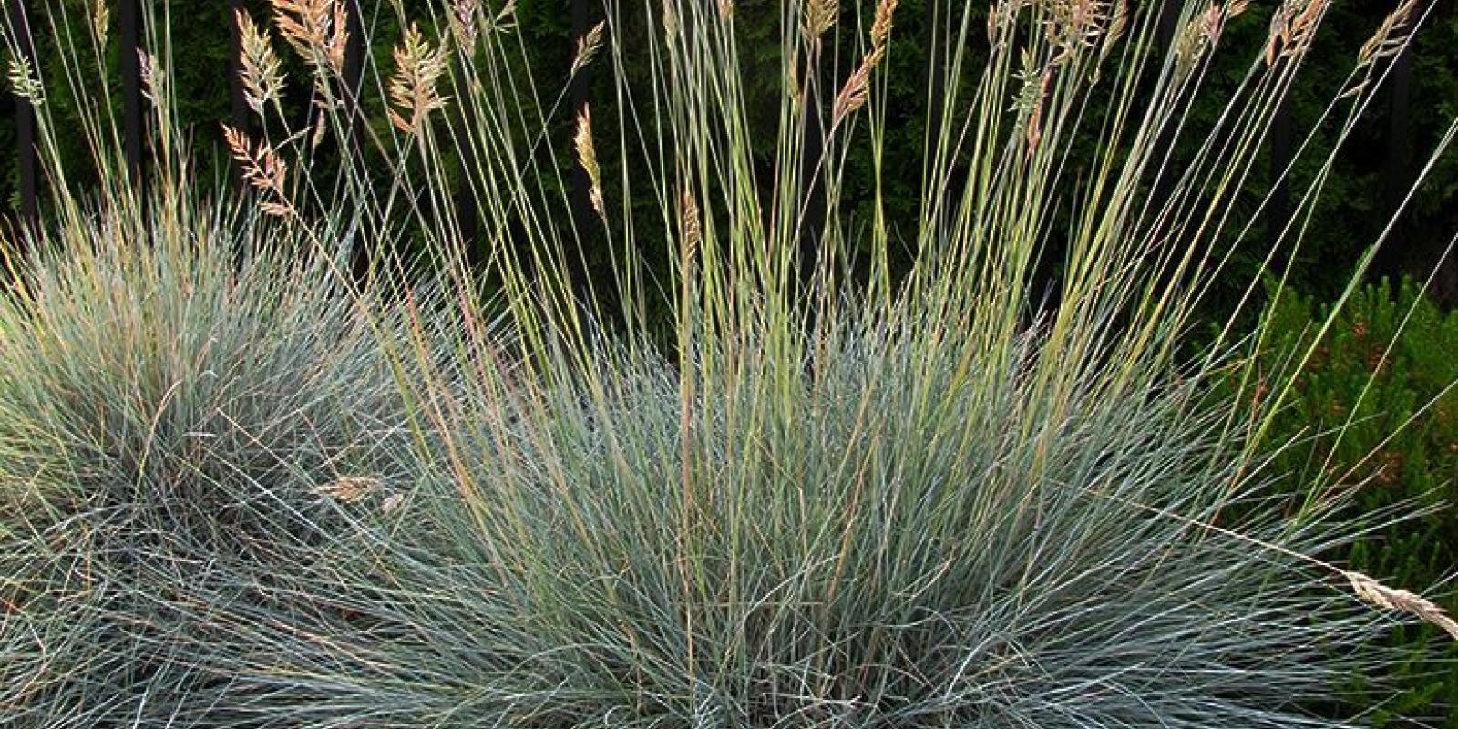Plante : FEGLELBL