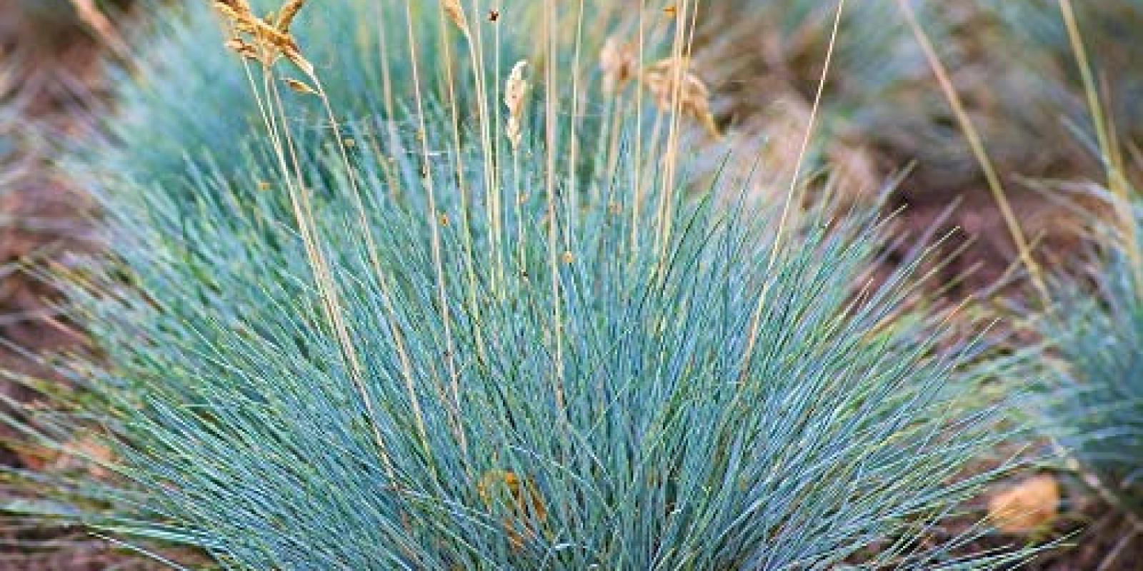 Plante : FEVA GL
