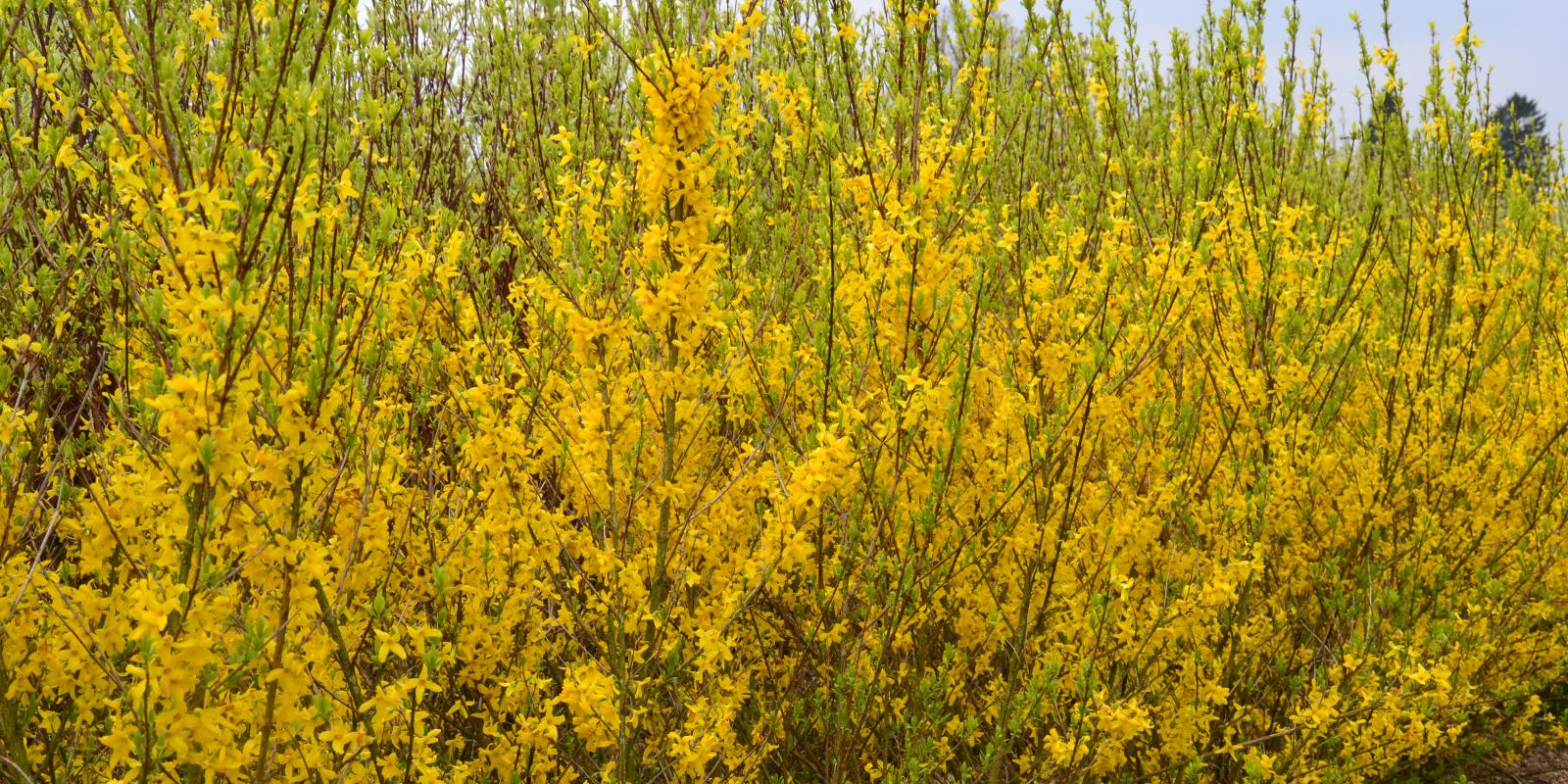 Plante : FOIN