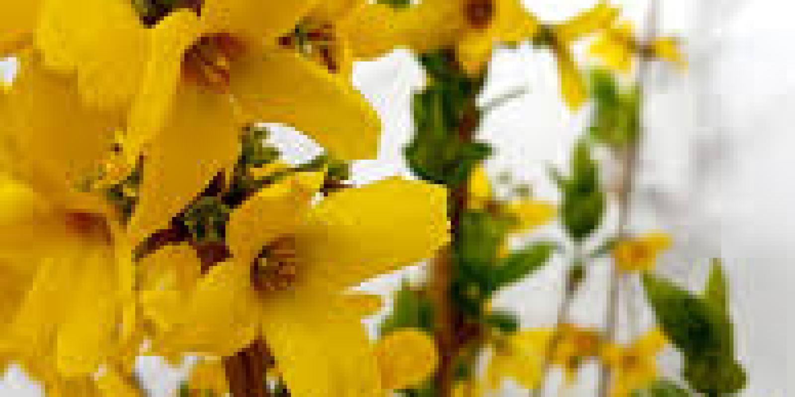 Plante : FOINGO