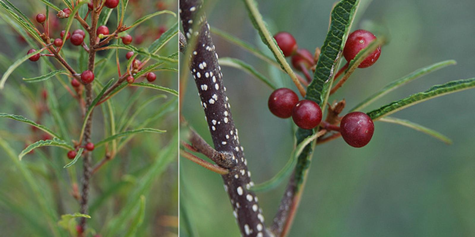 Plante : FRALAS