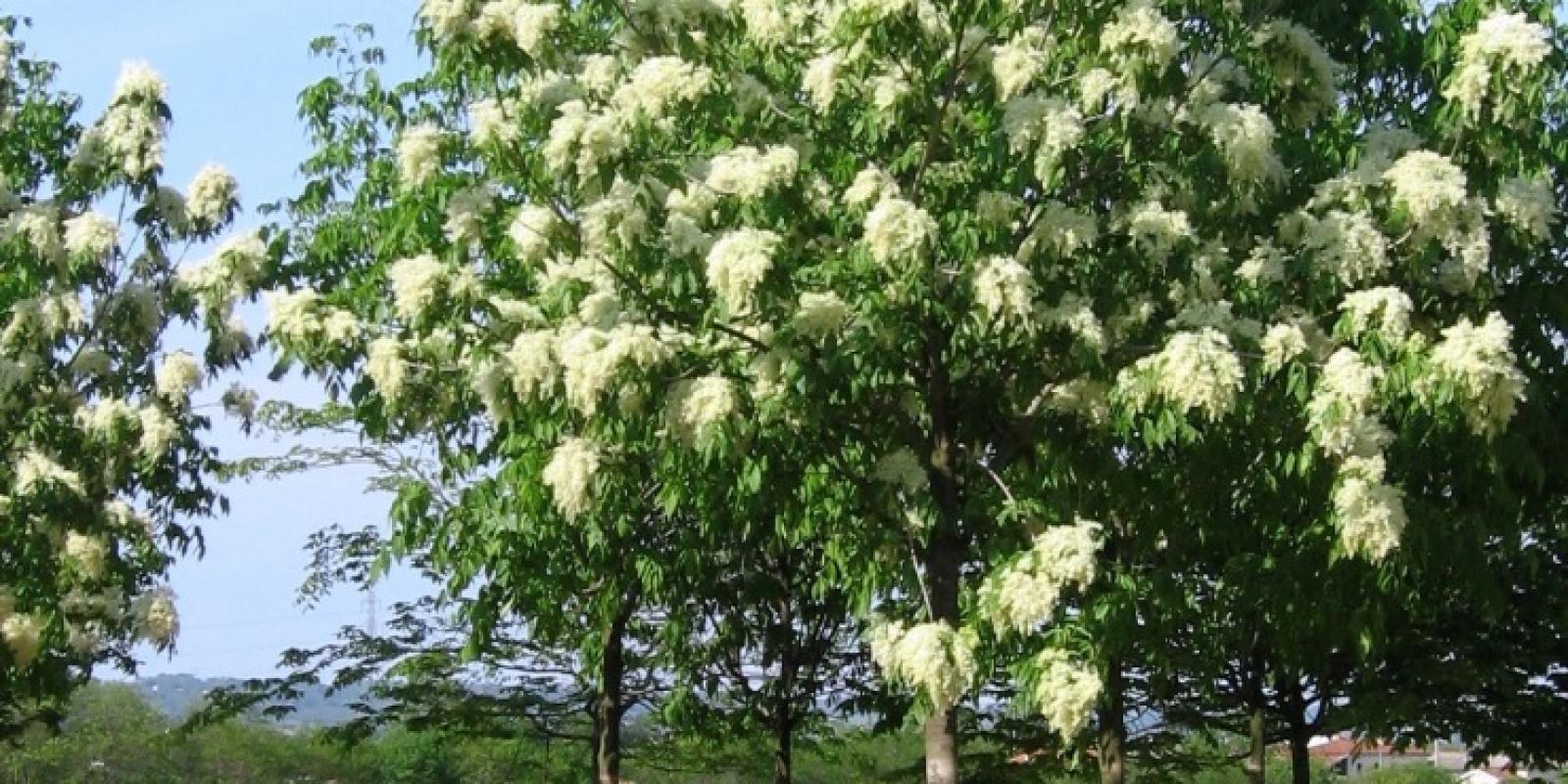 Plante : FROR