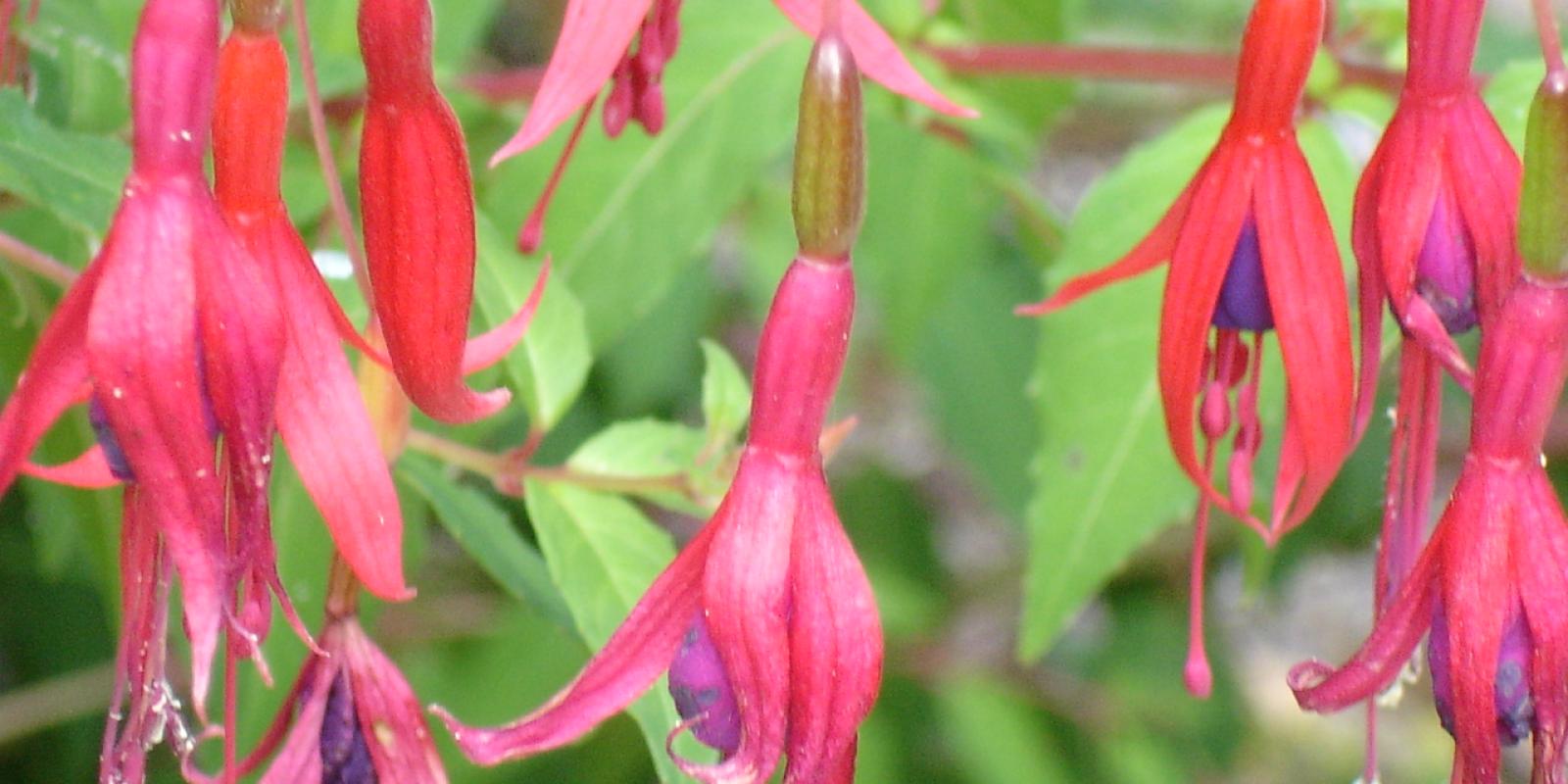 Plante : FUHYLATH