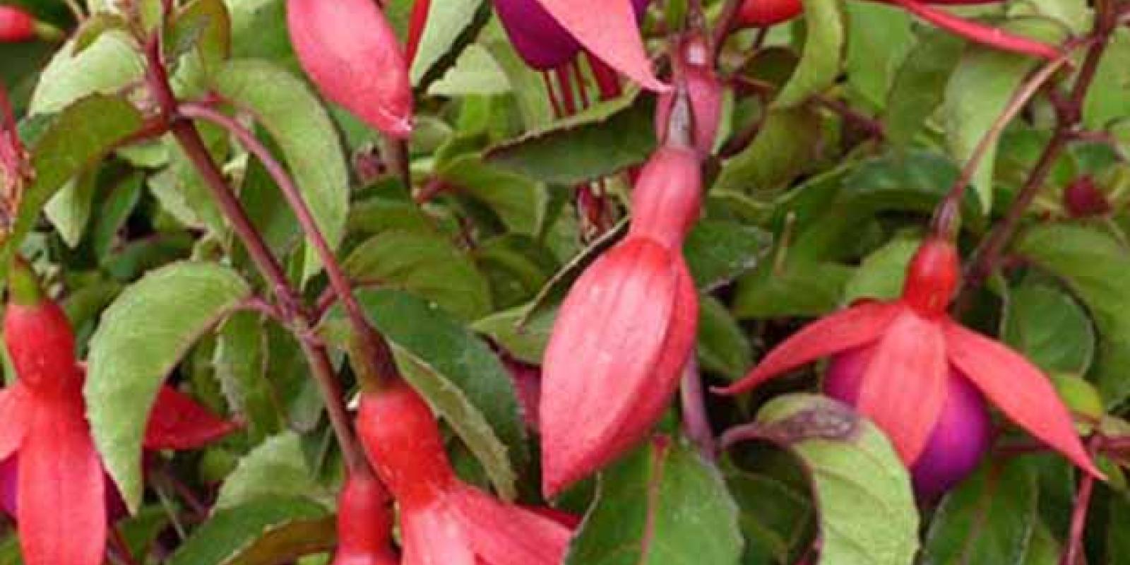 Plante : FUHYMRPO