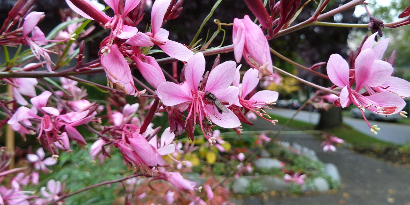 Plante : GALI