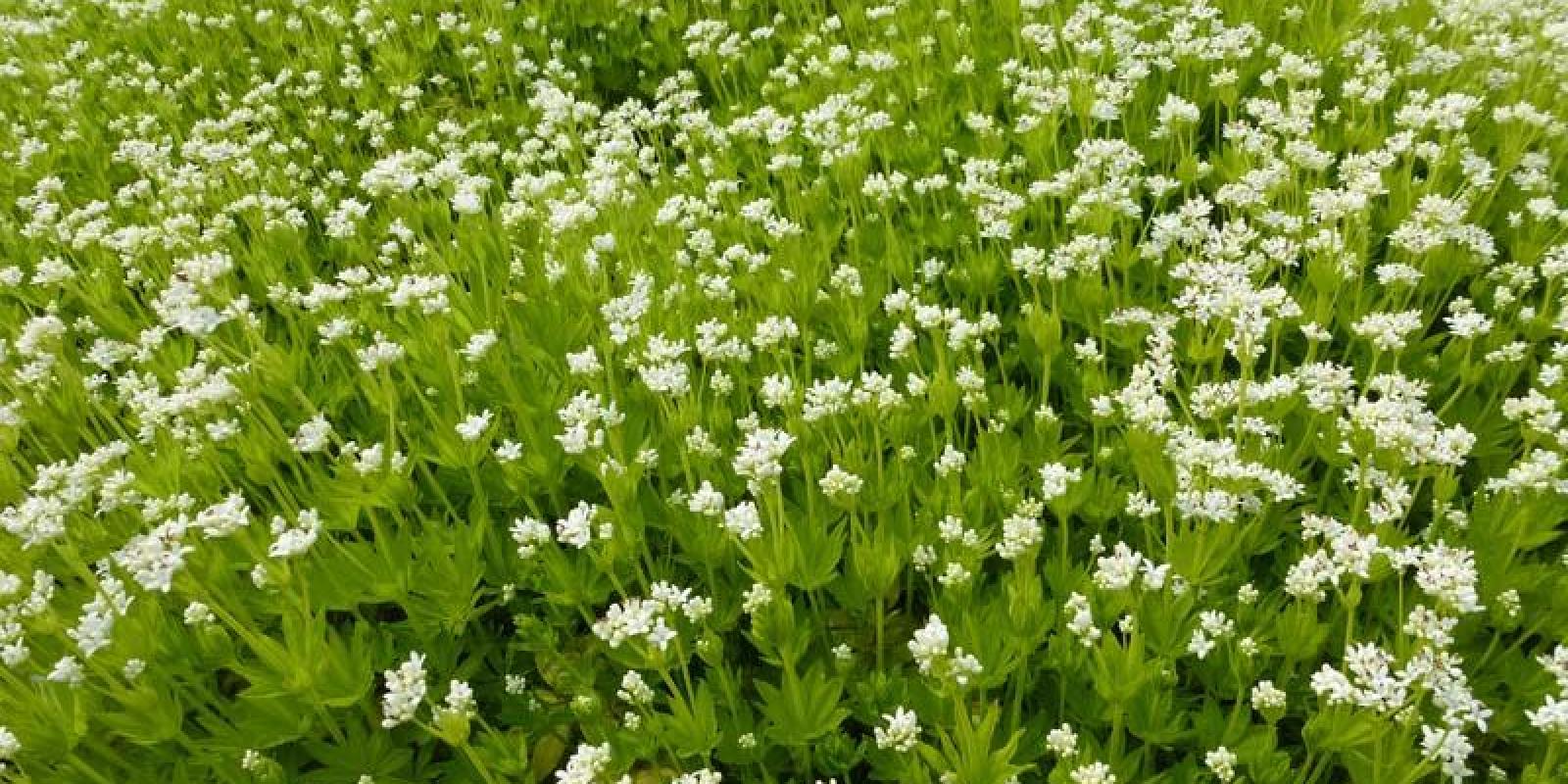 Plante : GAOD