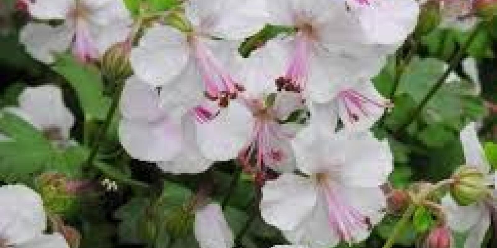 Plante : GECA