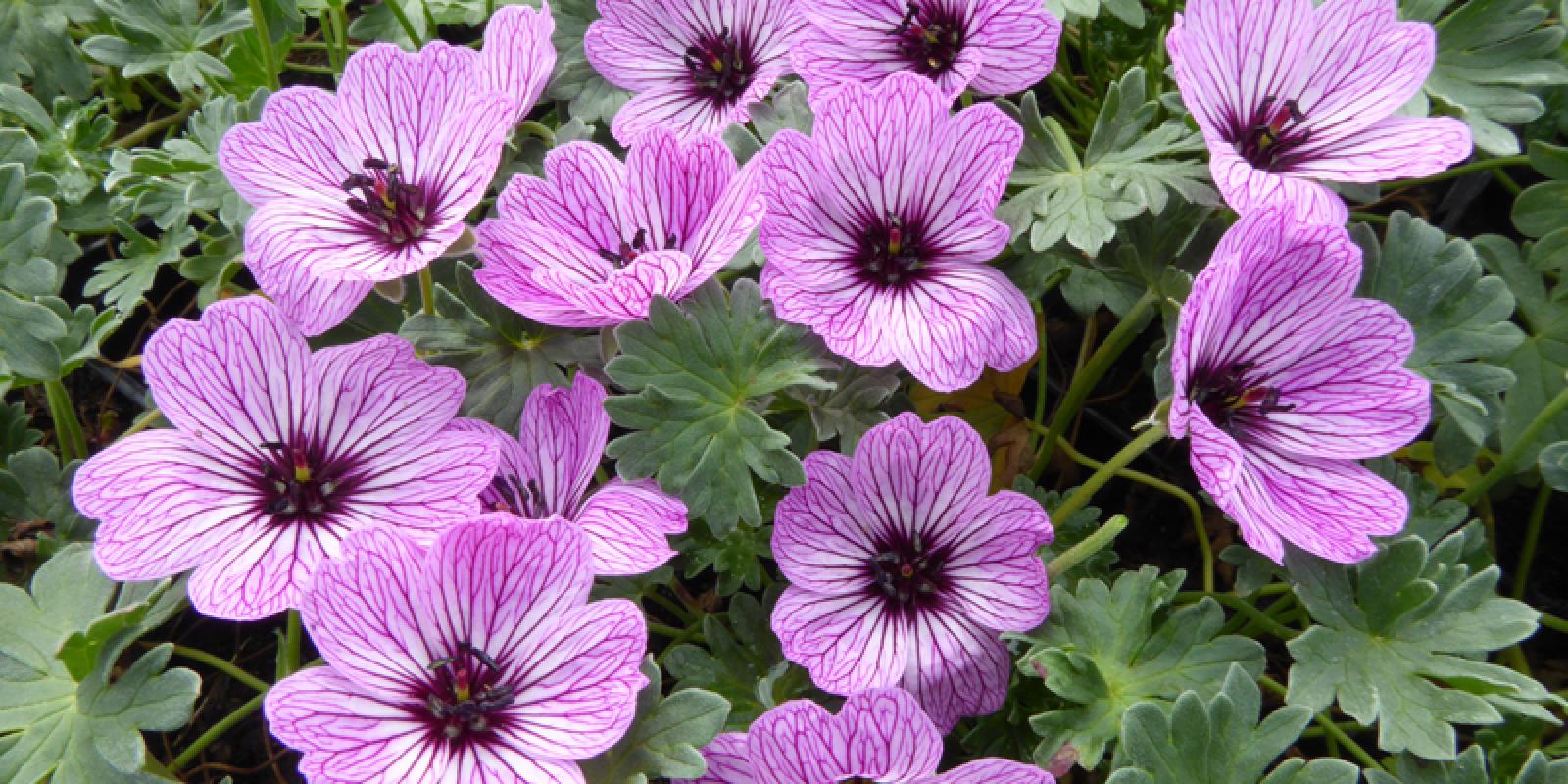 Plante : GECIBA