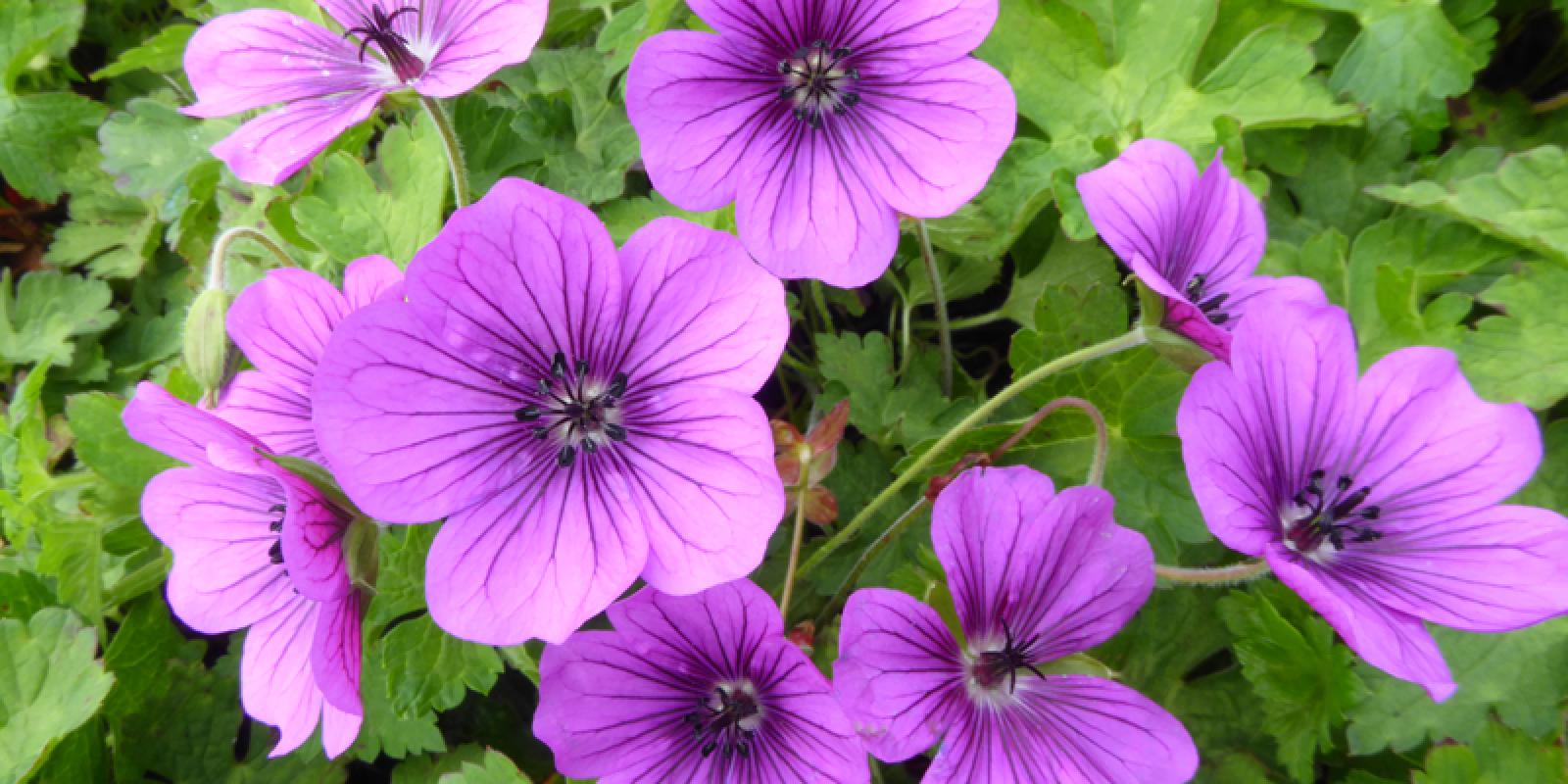 Plante : GEHYHEVE