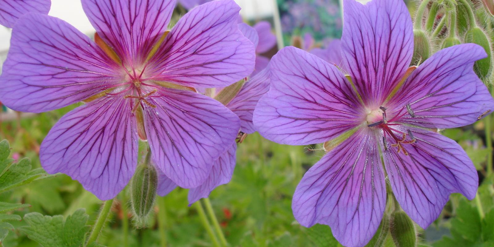 Plante : GEJOBL