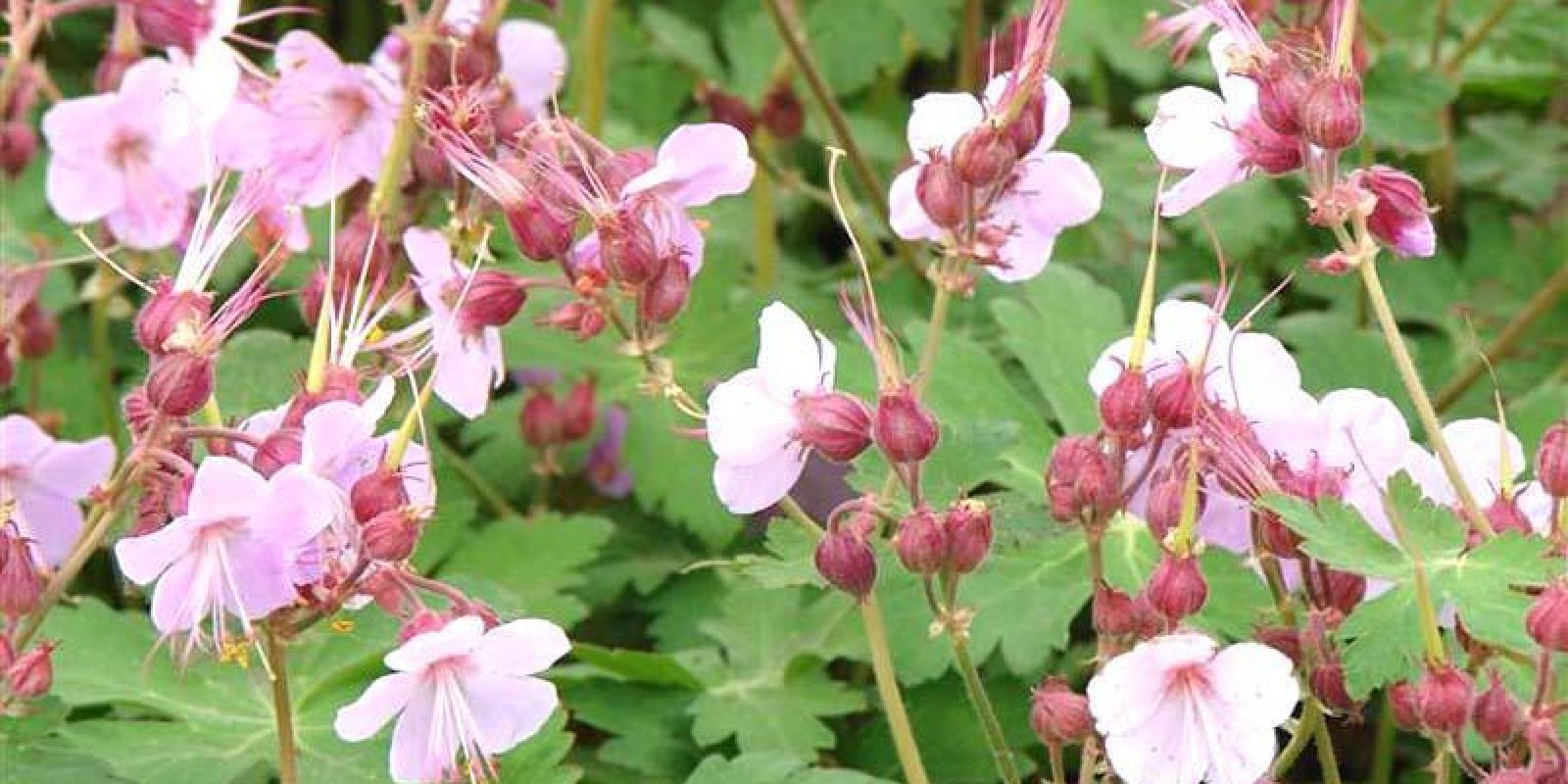Plante : GEMA