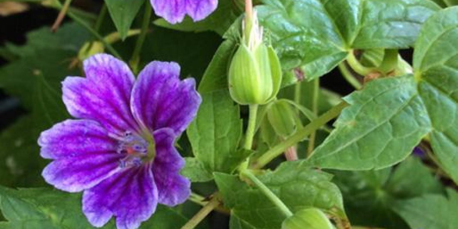Plante : GENOCLCO