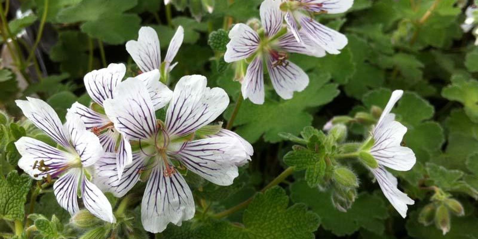 Plante : GERE