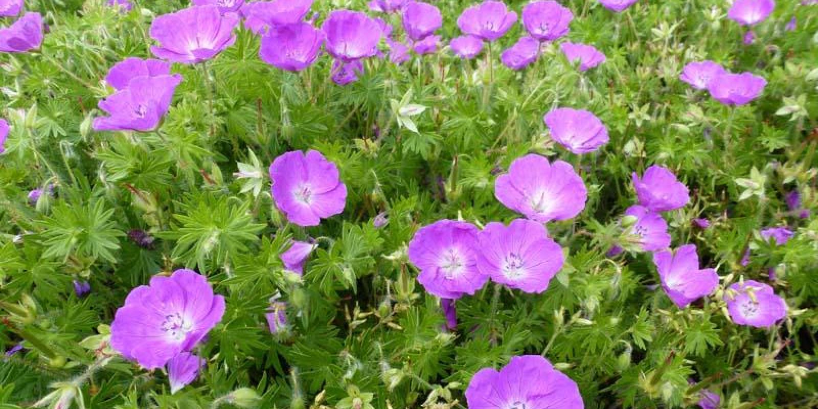 Plante : GESA