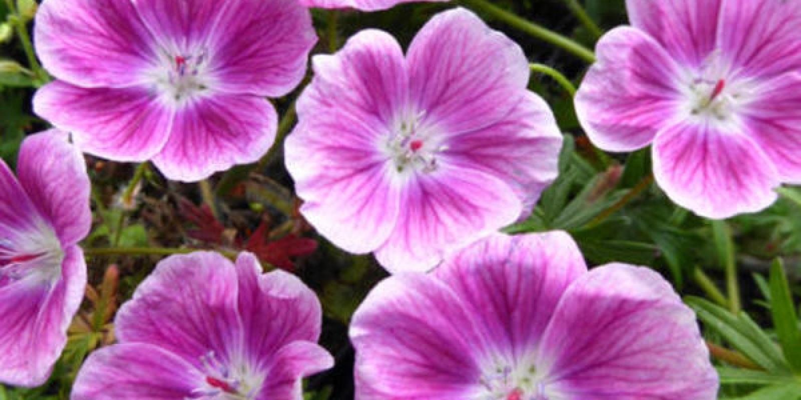 Plante : GESAEL