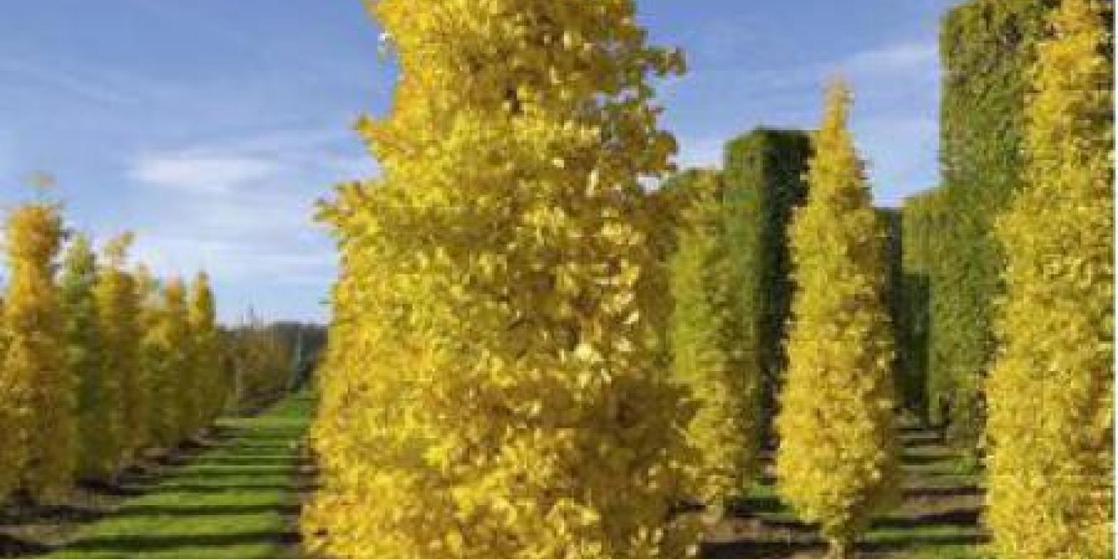 Plante : GIBIFA
