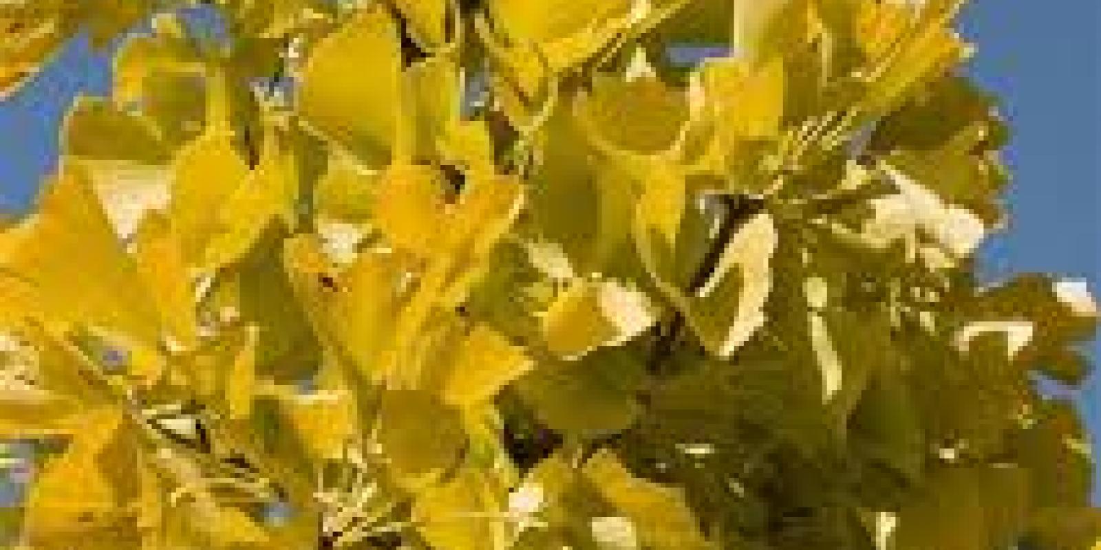 Plante : GIBIFAI