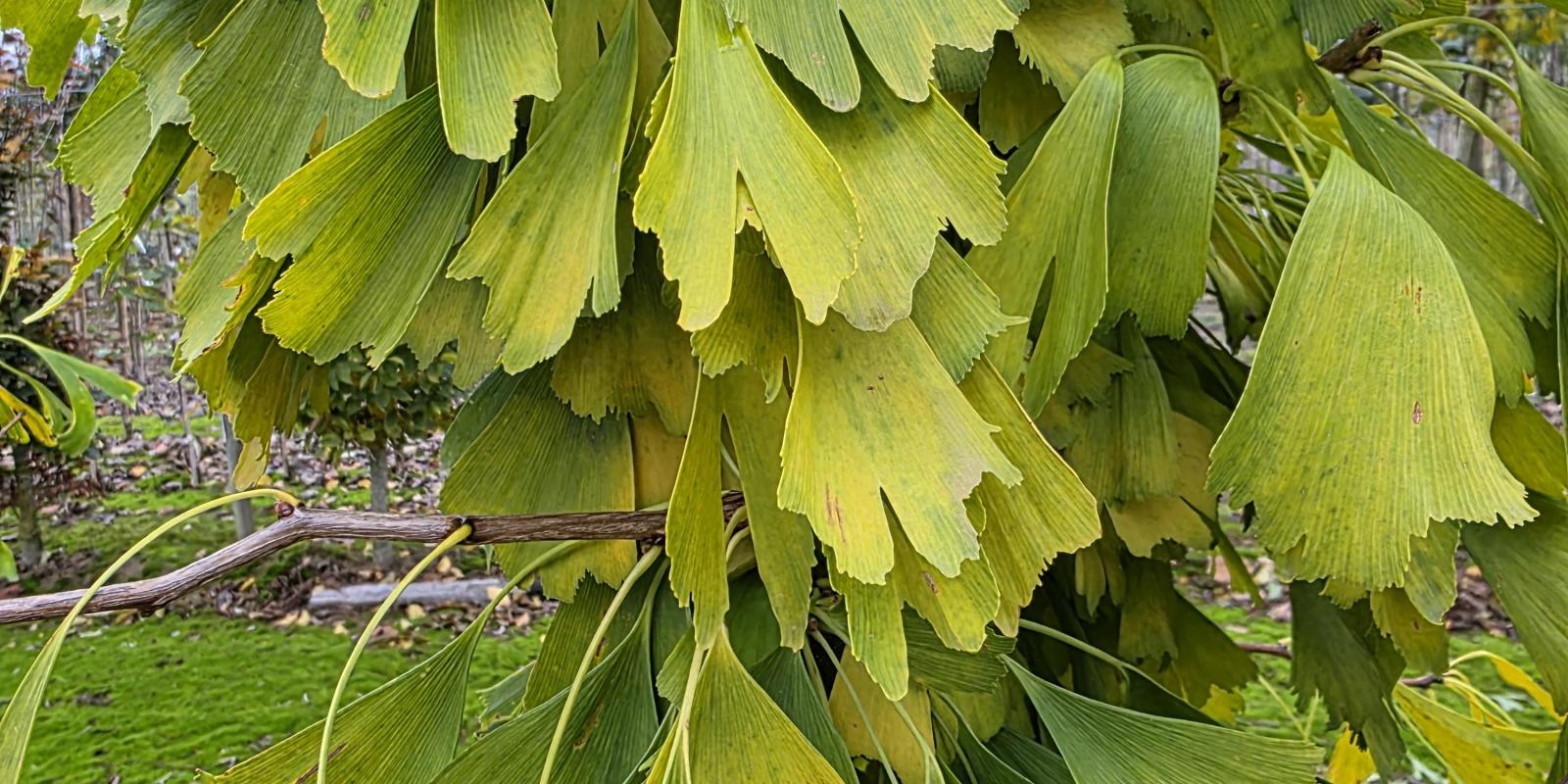 Plante : GIBISA