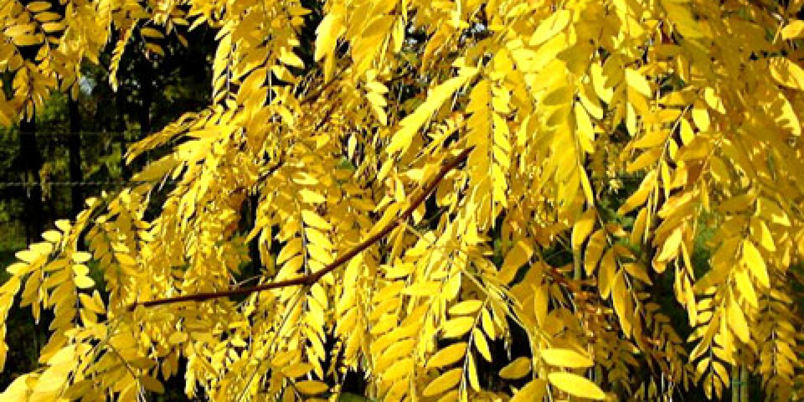 Plante : GLTRSU
