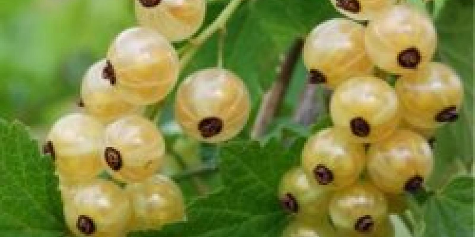 Plante : GRCEBL