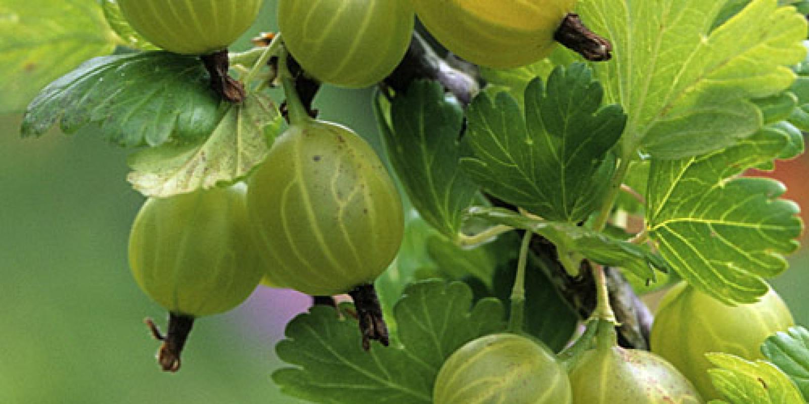 Plante : GRMAJA