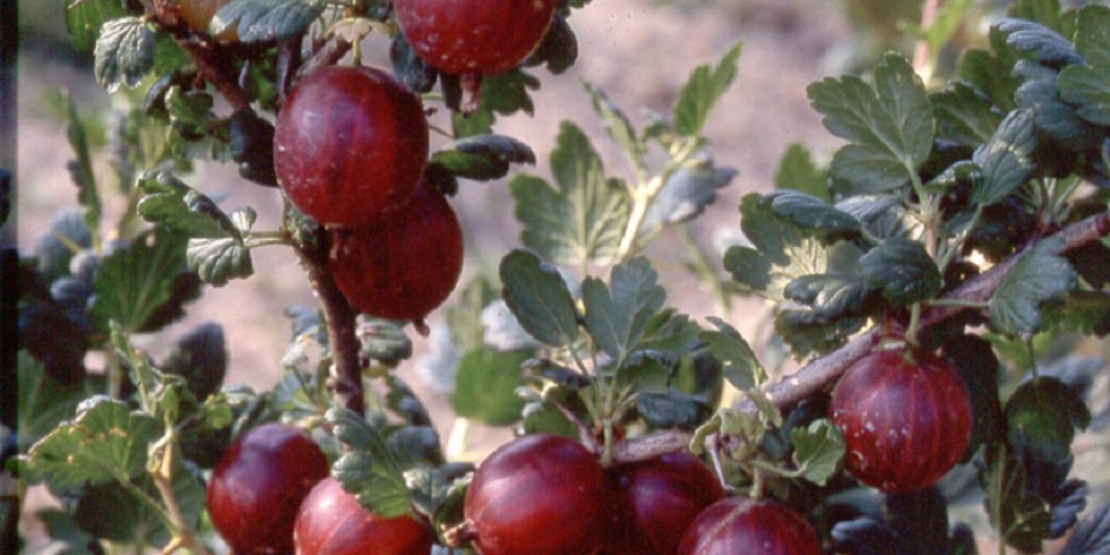 Plante : GRMARO