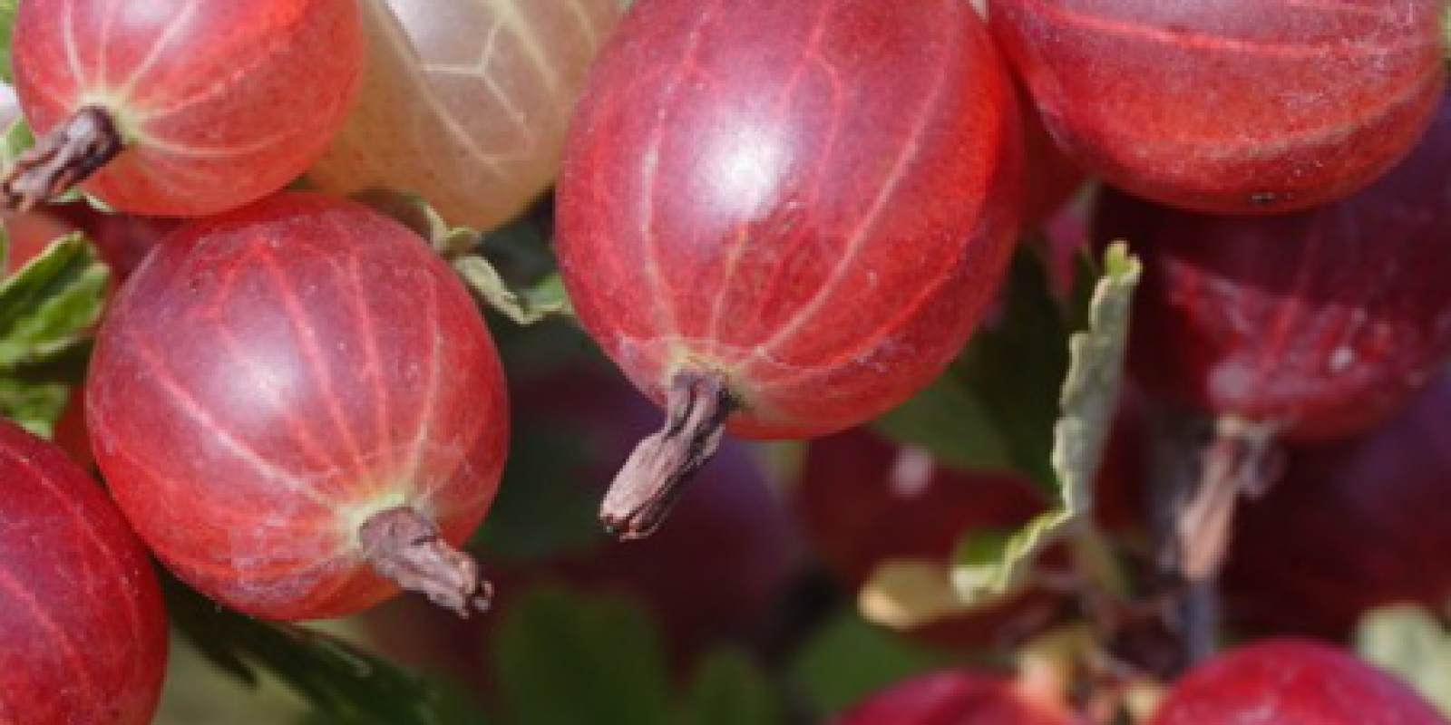 Plante : GRMARO