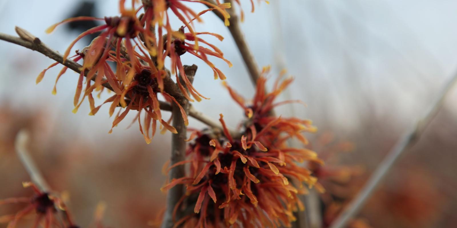 Plante : HAINJE