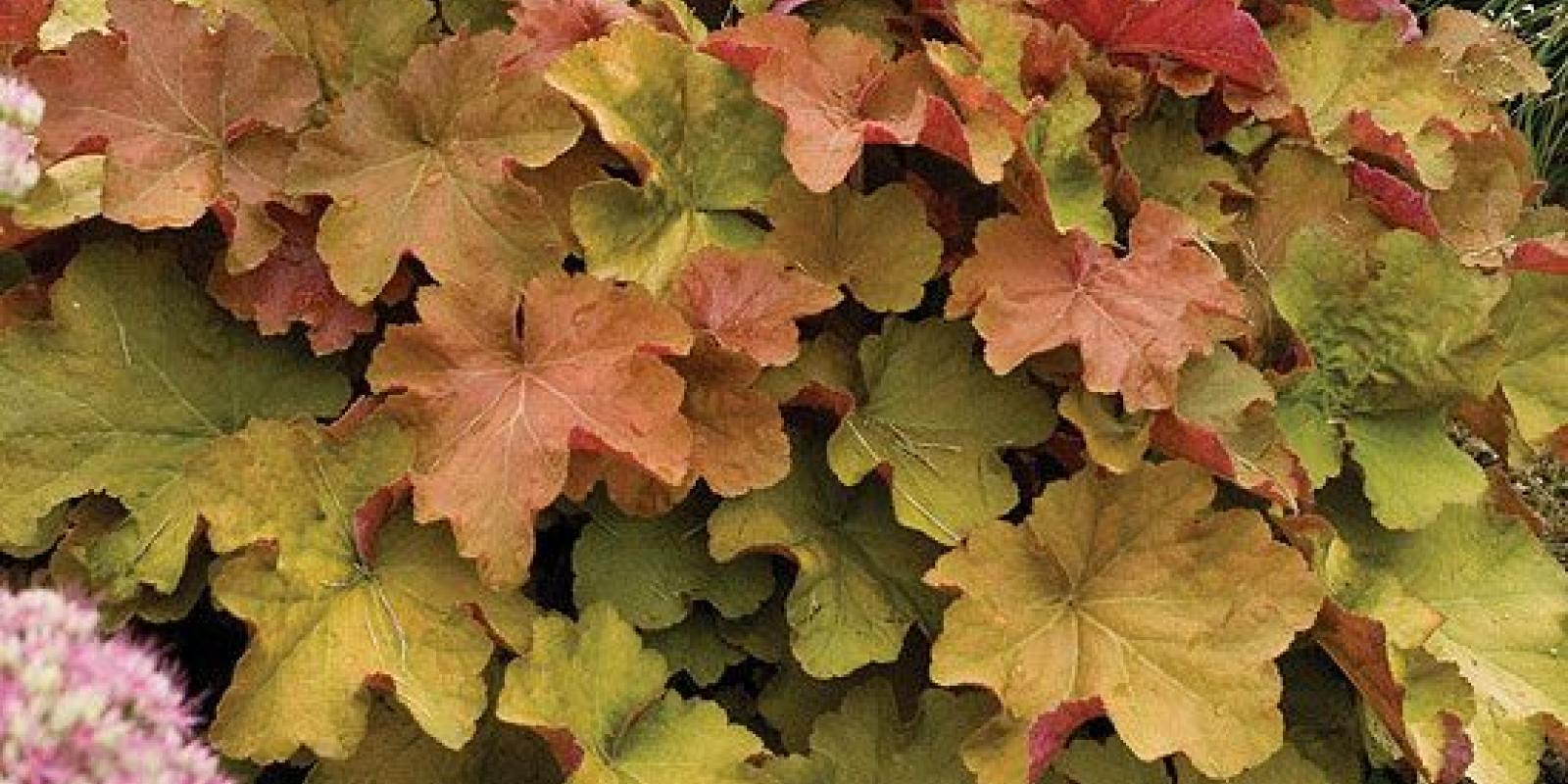 Plante : HECA