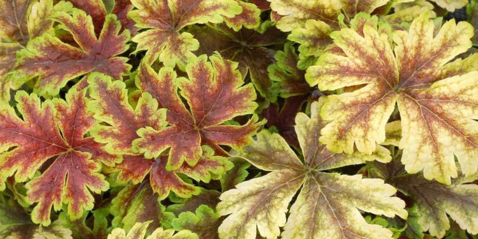Plante : HECHHYGOZE