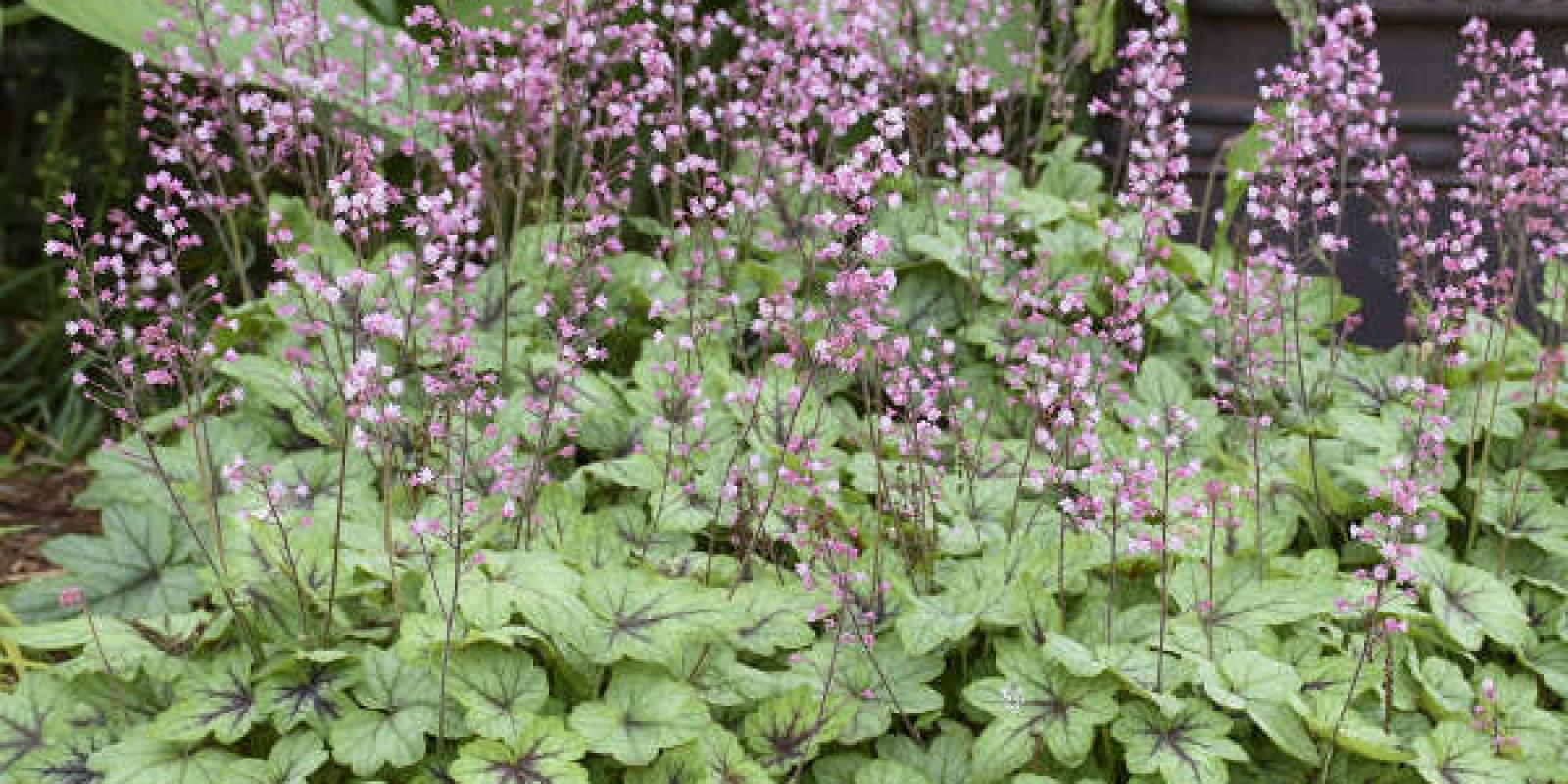 Plante : HECHHYPIFI