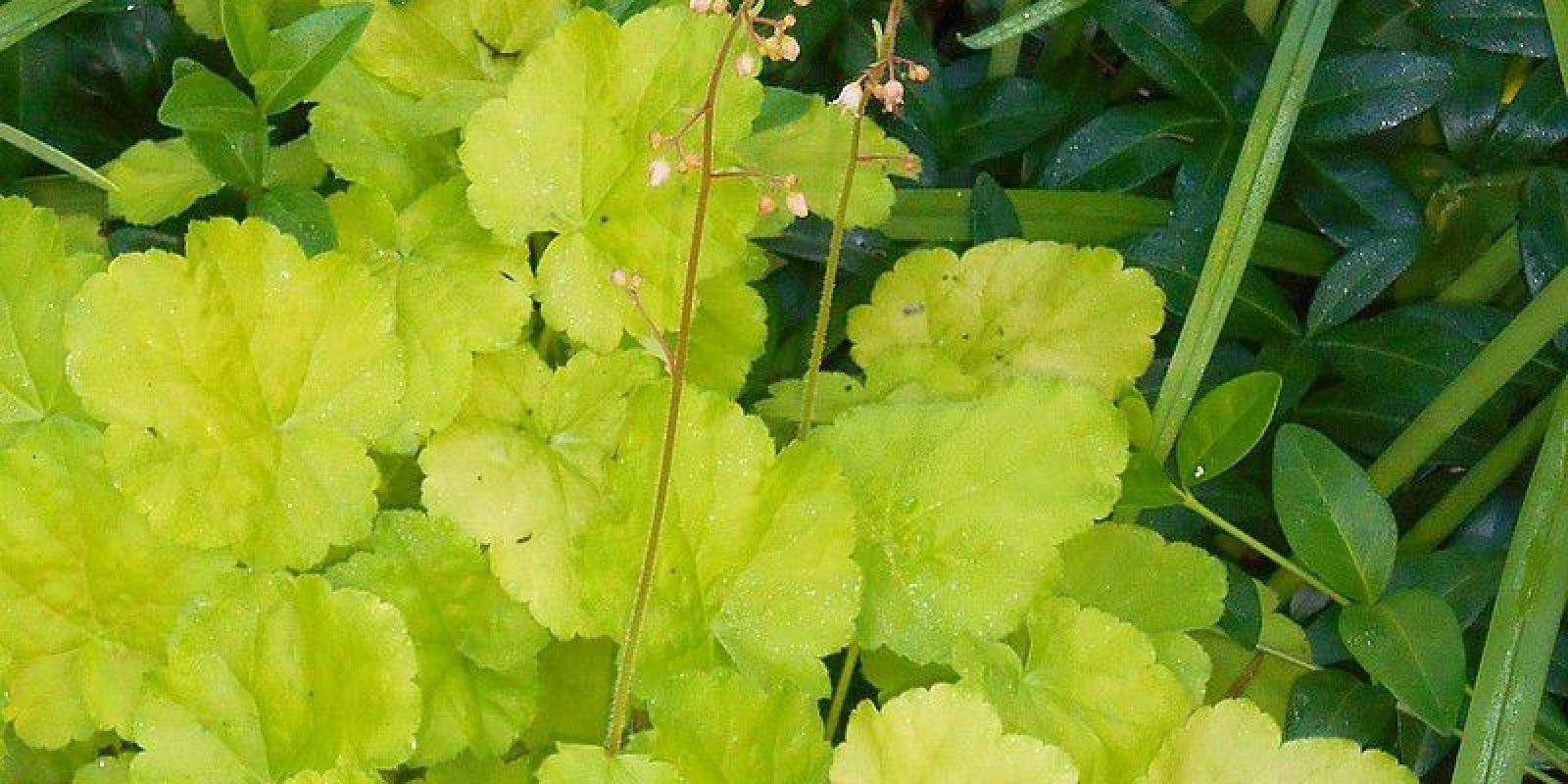 Plante : HECI