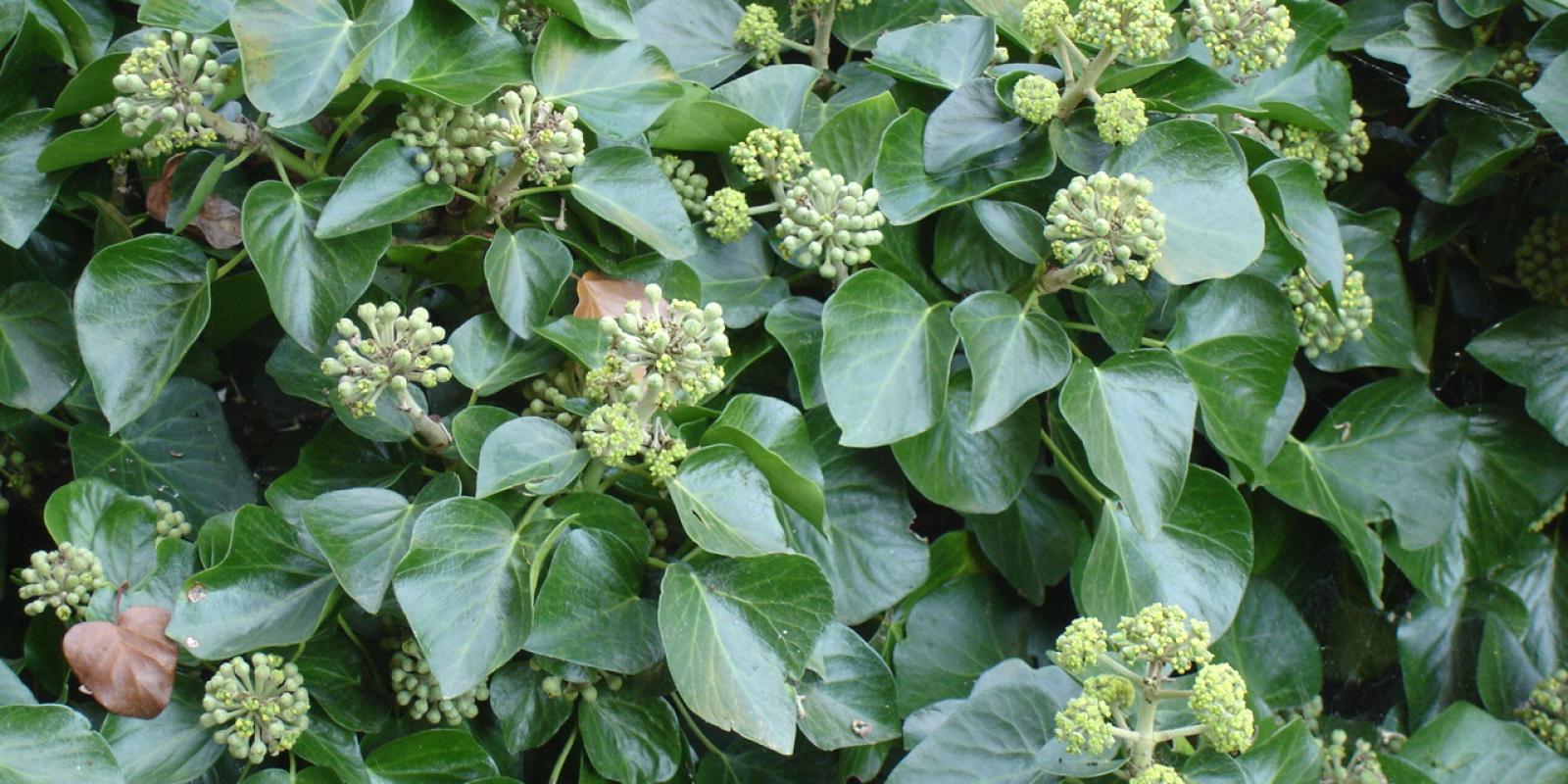 Plante : HECOAR