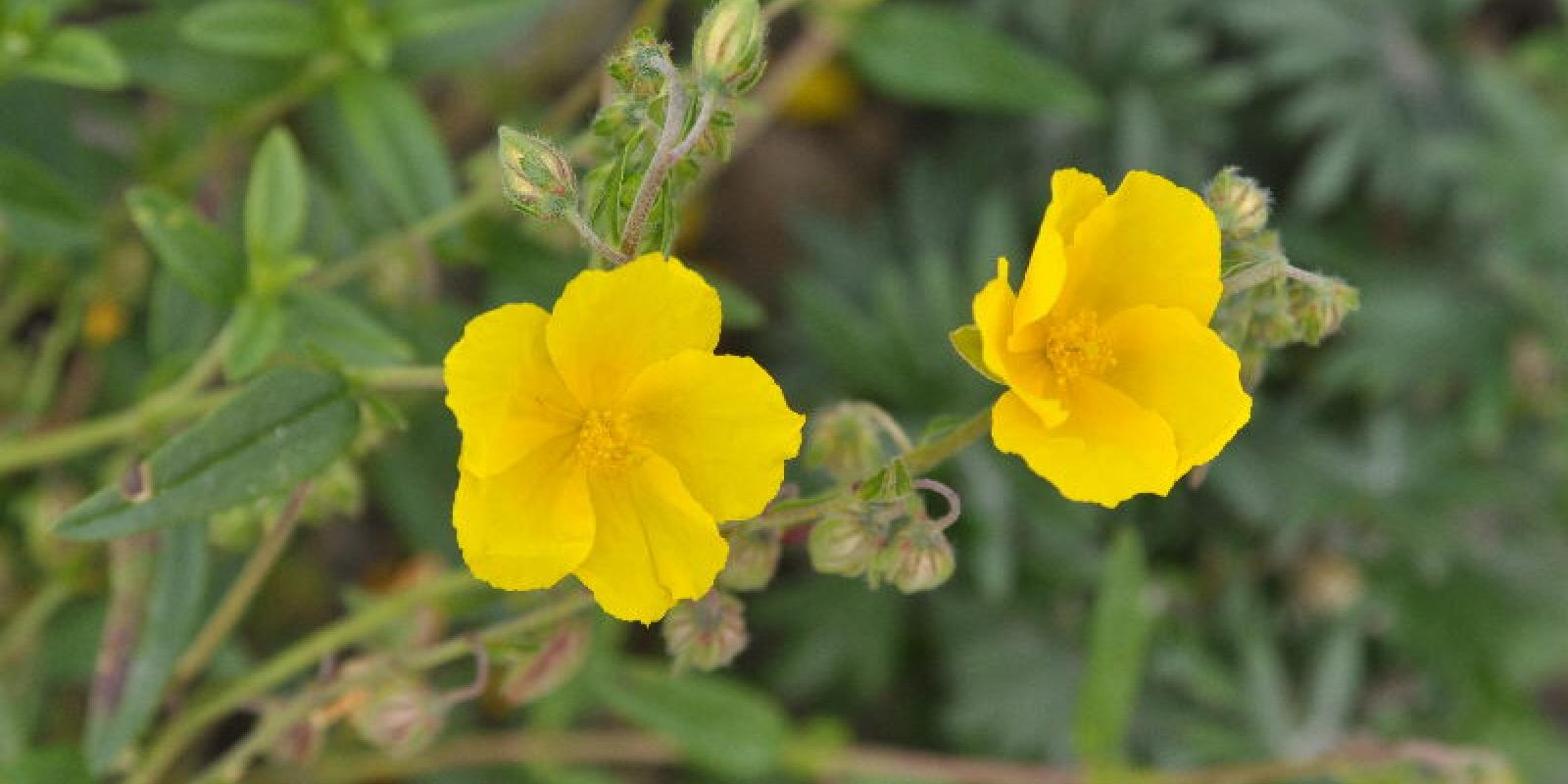 Plante : HEGOQU
