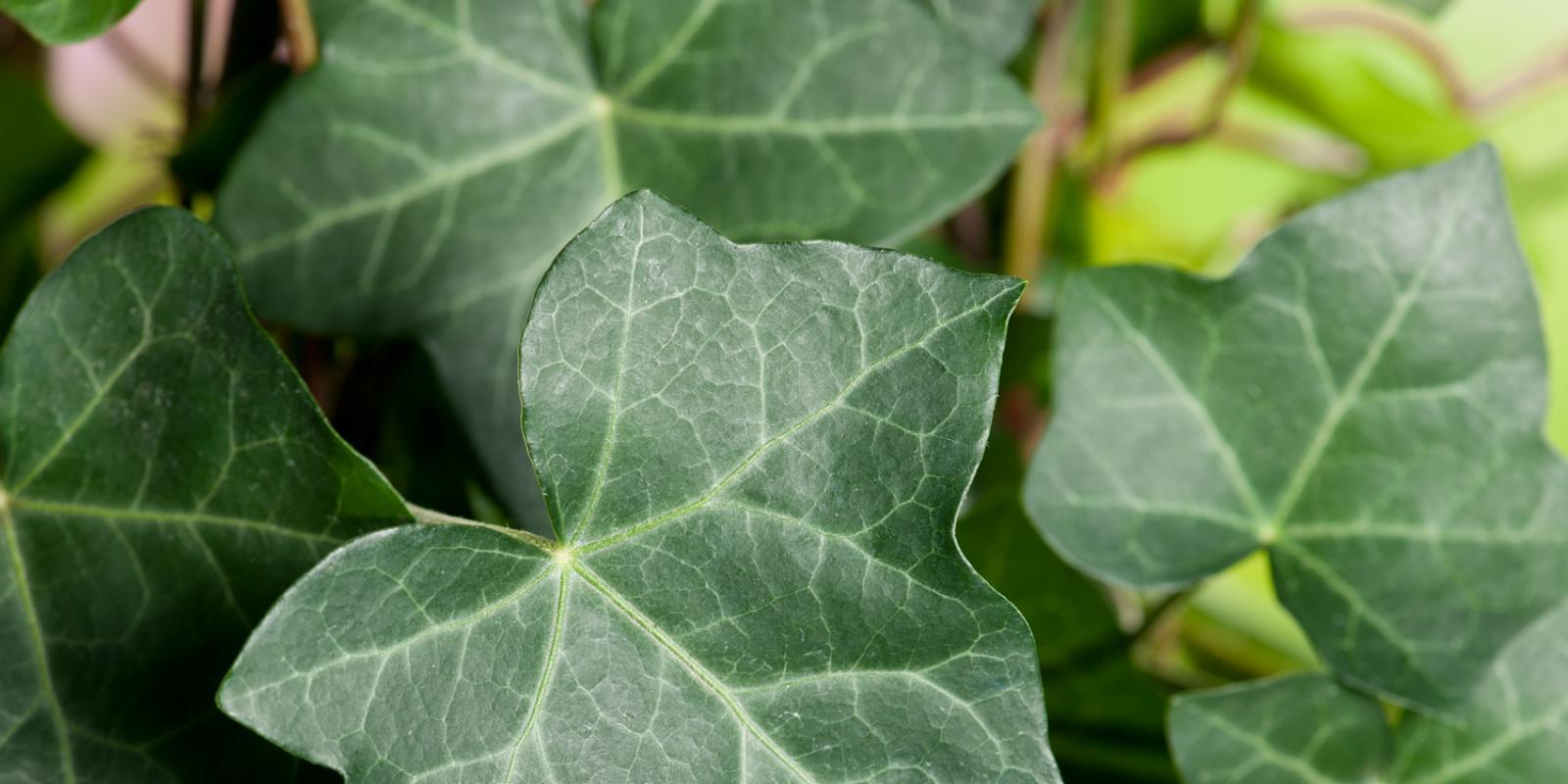 Plante : HEHI