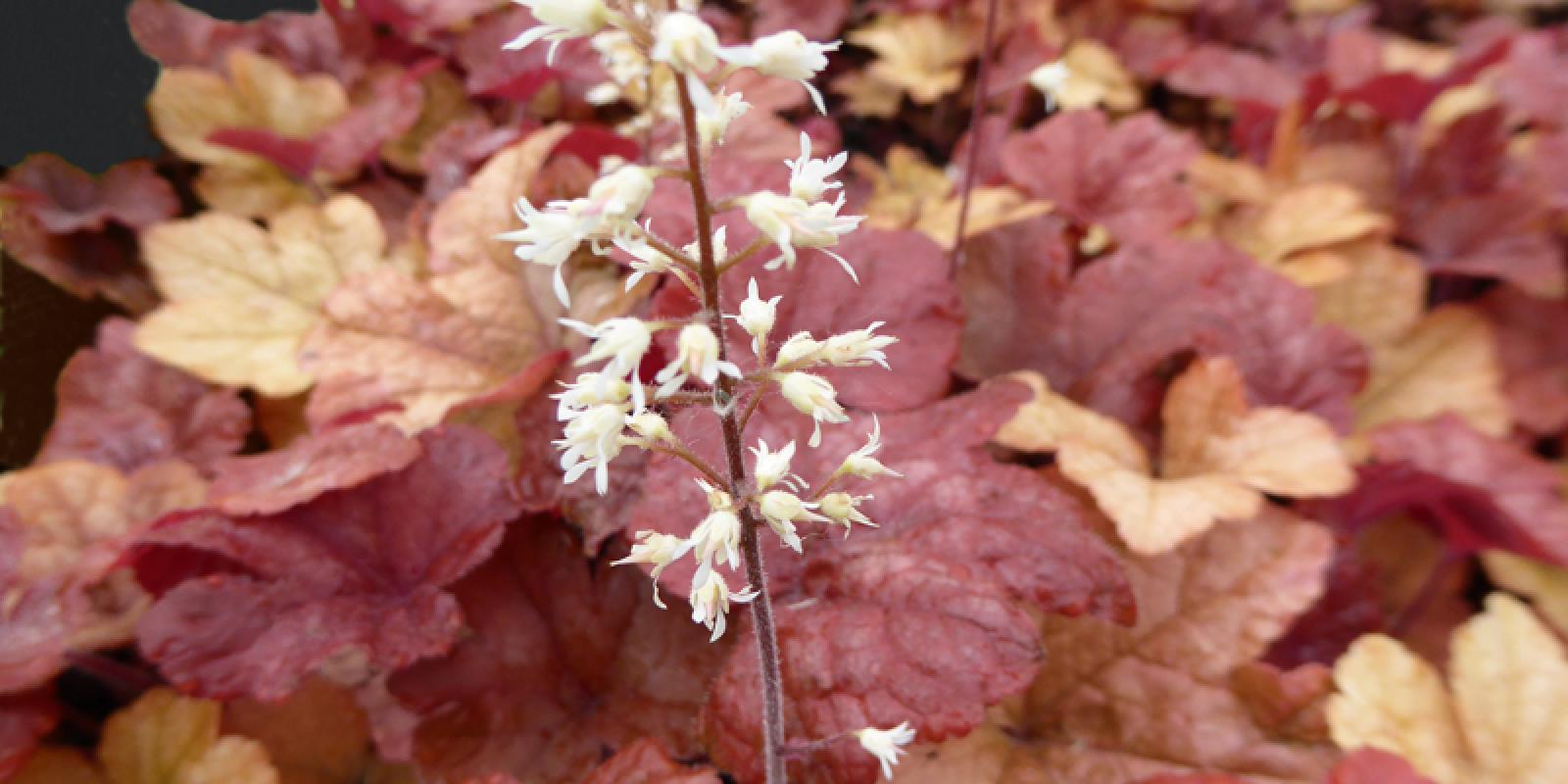 Plante : HEHYBURU